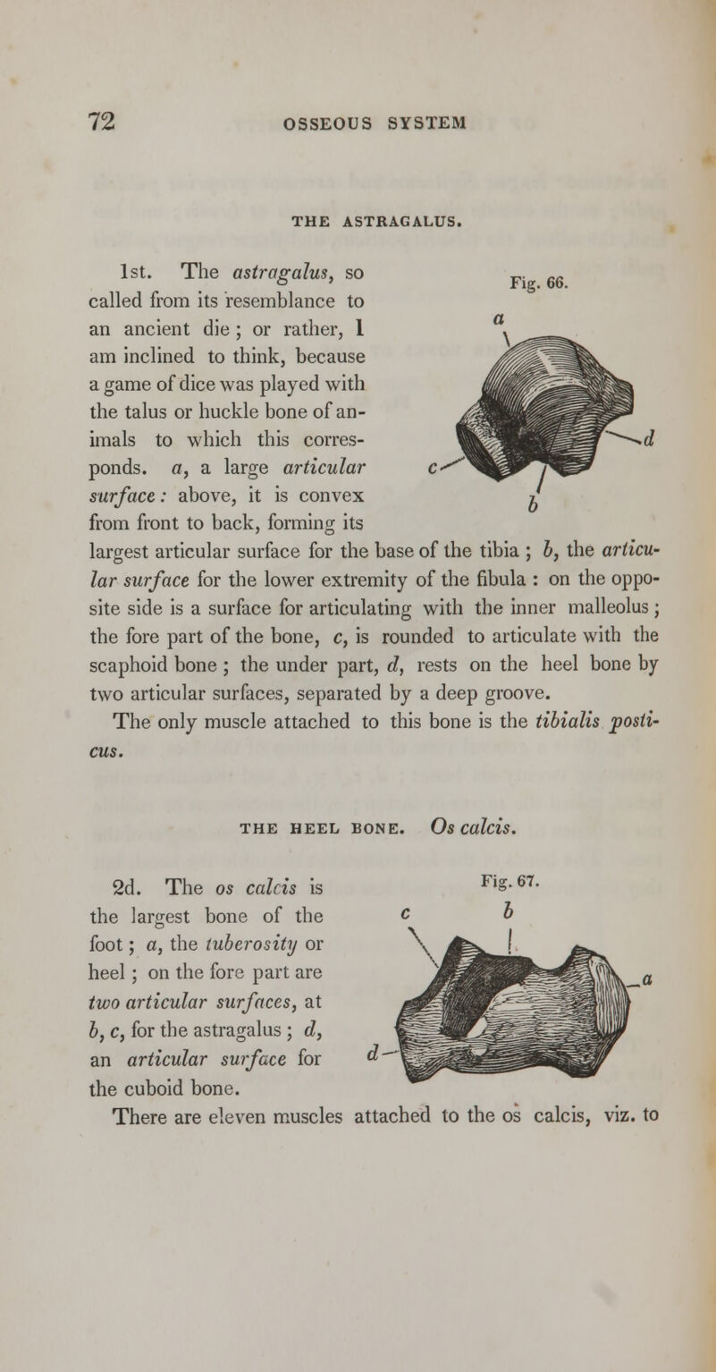 THE ASTRAGALUS. Fig. 66. 1st. The astragalus, so called from its resemblance to an ancient die ; or rather, 1 am inclined to think, because a game of dice was played with the talus or buckle bone of an- imals to which this corres- ponds, a, a large articular surface: above, it is convex from front to back, forming its largest articular surface for the base of the tibia ; b, the articu- lar surface for the lower extremity of the fibula : on the oppo- site side is a surface for articulating with the inner malleolus; the fore part of the bone, c, is rounded to articulate with the scaphoid bone ; the under part, d, rests on the heel bone by two articular surfaces, separated by a deep groove. The only muscle attached to this bone is the tibialis posti- cus. THE HEEL BONE. Os Cttlcis. 2d. The os calcis is the largest bone of the foot; a, the tuberosity or heel; on the fore part are two articular surfaces, at b, c, for the astragalus ; d, an articular surface for c the cuboid bone. There are eleven muscles attached to the os calcis, viz. to
