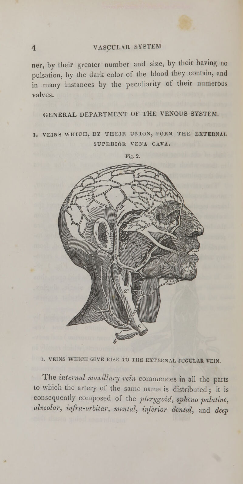 ner, by their greater number and size, by their having no pulsation, by the dark color of the blood they contain, and in many instances by the peculiarity of their numerous valves. GENERAL DEPARTMENT OF THE VENOUS SYSTEM. I. VEINS WHICH, BY THEIR UNION, FORM THE EXTERNAL SUPERIOR VENA CAVA. 1. VEINS WHICH GIVE RISE TO THE EXTERNAL JUGULAR VEIN. The internal maxillary vein commences in all the parts to which the artery of the same name is distributed ; it is consequently composed of the pterygoid, spheno palatine, alveolar, infra-orbiiar, mental, inferior dental, and deep