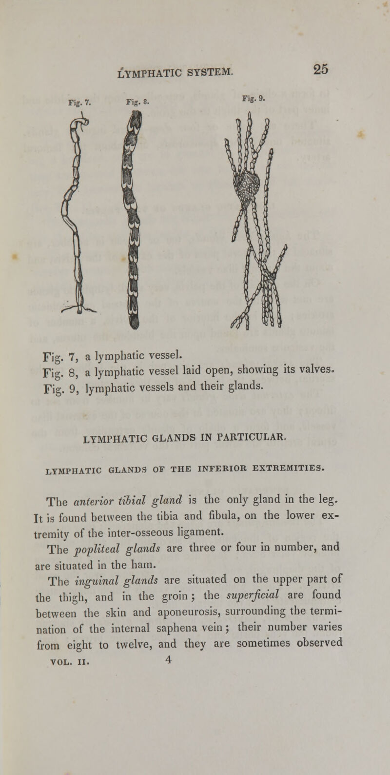 Fig. 7. Fig. 9. Fig. 7, a lymphatic vessel. Fig. 8, a lymphatic vessel laid open, showing its valves. Fig. 9, lymphatic vessels and their glands. LYMPHATIC GLANDS IN PARTICULAR. LYMPHATIC GLANDS OF THE INFERIOR EXTREMITIES. The anterior tibial gland is the only gland in the leg. It is found between the tibia and fibula, on the lower ex- tremity of the inter-osseous ligament. The popliteal glands are three or four in number, and are situated in the ham. The inguinal glands are situated on the upper part of the thigh, and in the groin; the superficial are found between the skin and aponeurosis, surrounding the termi- nation of the internal saphena vein; their number varies from eight to twelve, and they are sometimes observed VOL. II. 4