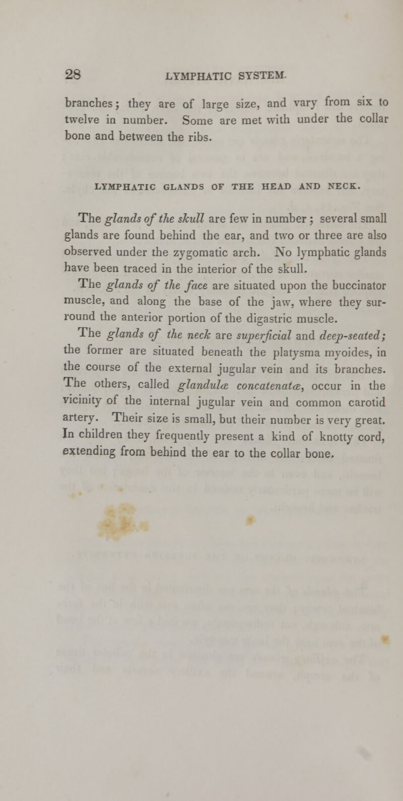 branches; they are of large size, and vary from six to twelve in number. Some are met with under the collar bone and between the ribs. LYMPHATIC GLANDS OF THE HEAD AND NECK. The glands of the skull are few in number; several small glands are found behind the ear, and two or three are also observed under the zygomatic arch. No lymphatic glands have been traced in the interior of the skull. The glands of the face are situated upon the buccinator muscle, and along the base of the jaw, where they sur- round the anterior portion of the digastric muscle. The glands of the neck are superficial and deep-seated; the former are situated beneath the platysma myoides, in the course of the external jugular vein and its branches. The others, called glandula, concatenates,^ occur in the vicinity of the internal jugular vein and common carotid artery. Their size is small, but their number is very great. In children they frequently present a kind of knotty cord, extending from behind the ear to the collar bone.