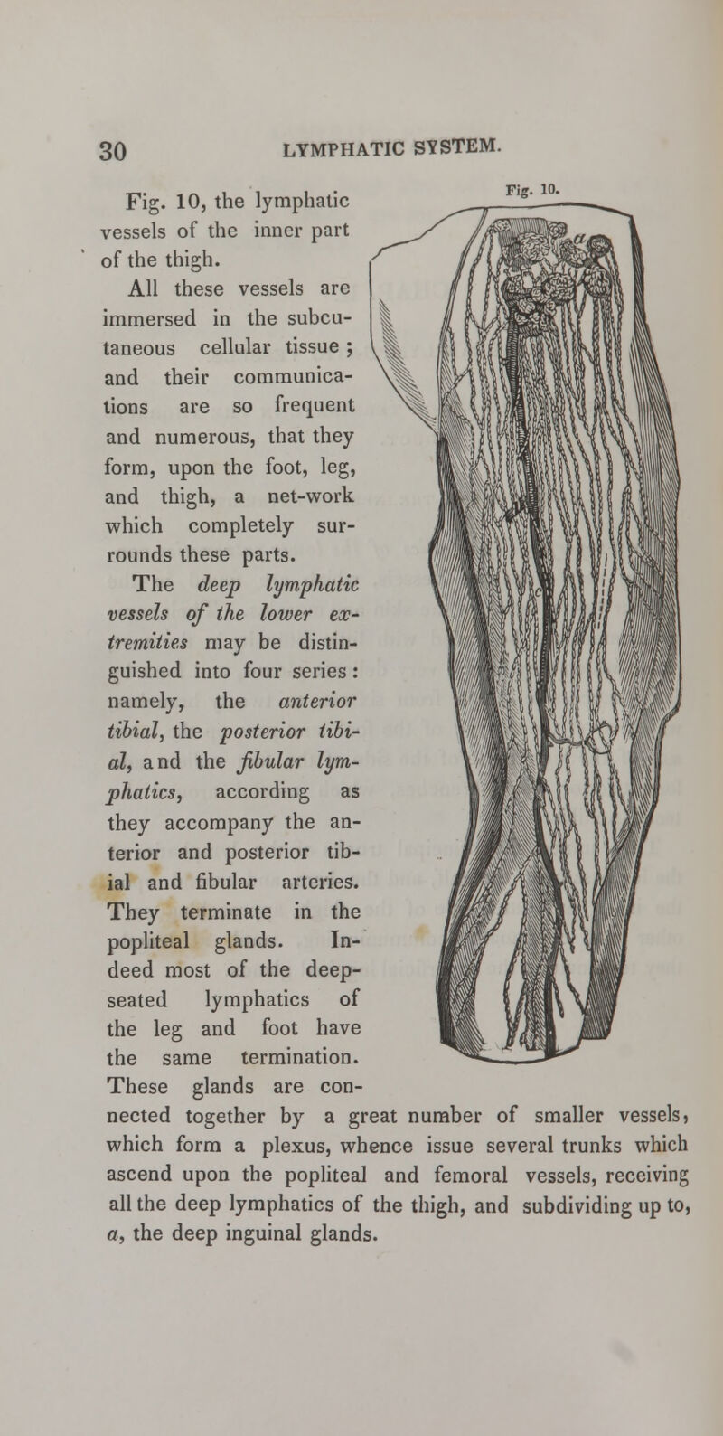 Fig. 10, the lymphatic vessels of the inner part of the thigh. All these vessels are immersed in the subcu- taneous cellular tissue ; and their communica- tions are so frequent and numerous, that they form, upon the foot, leg, and thigh, a net-work which completely sur- rounds these parts. The deep lymphatic vessels of the lower ex- tremities may be distin- guished into four series: namely, the anterior tibial, the posterior tibi- al, and the fibular lym- phatics, according as they accompany the an- terior and posterior tib- ial and fibular arteries. They terminate in the popliteal glands. In- deed most of the deep- seated lymphatics of the leg and foot have the same termination. These glands are con- nected together by a great number of smaller vessels, which form a plexus, whence issue several trunks which ascend upon the popliteal and femoral vessels, receiving all the deep lymphatics of the thigh, and subdividing up to, a, the deep inguinal glands.