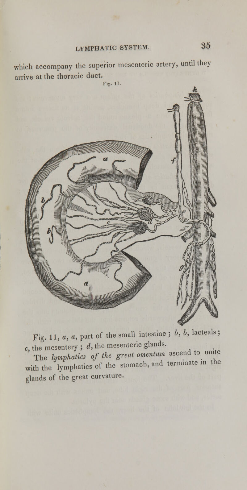 which accompany the superior mesenteric artery, until they arrive at the thoracic duct. Fi. 11. Fig. 11, a, a, part of the small intestine ; b, b, lacteals; c, the mesentery ; d, the mesenteric glands. The lymphatics of the great omentum ascend to unite with the lymphatics of the stomach, and terminate .n the glands of the great curvature.