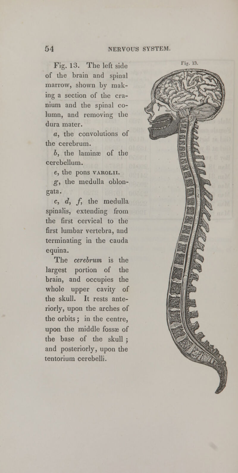 Fig. 13. The left side of the brain and spinal marrow, shown by mak- ing a section of the cra- nium and the spinal co- lumn, and removing the dura mater. a, the convolutions of the cerebrum. b, the laminae of the cerebellum. e, the pons varolii. g, the medulla oblon- gata. c, d, f, the medulla spinalis, extending from the first cervical to the first lumbar vertebra, and terminating in the cauda equina. The cerebrum is the largest portion of the brain, and occupies the whole upper cavity of the skull. It rests ante- riorly, upon the arches of the orbits; in the centre, upon the middle fossa? of the base of the skull ; and posteriorly, upon the tentorium cerebelli. Fis. 13.