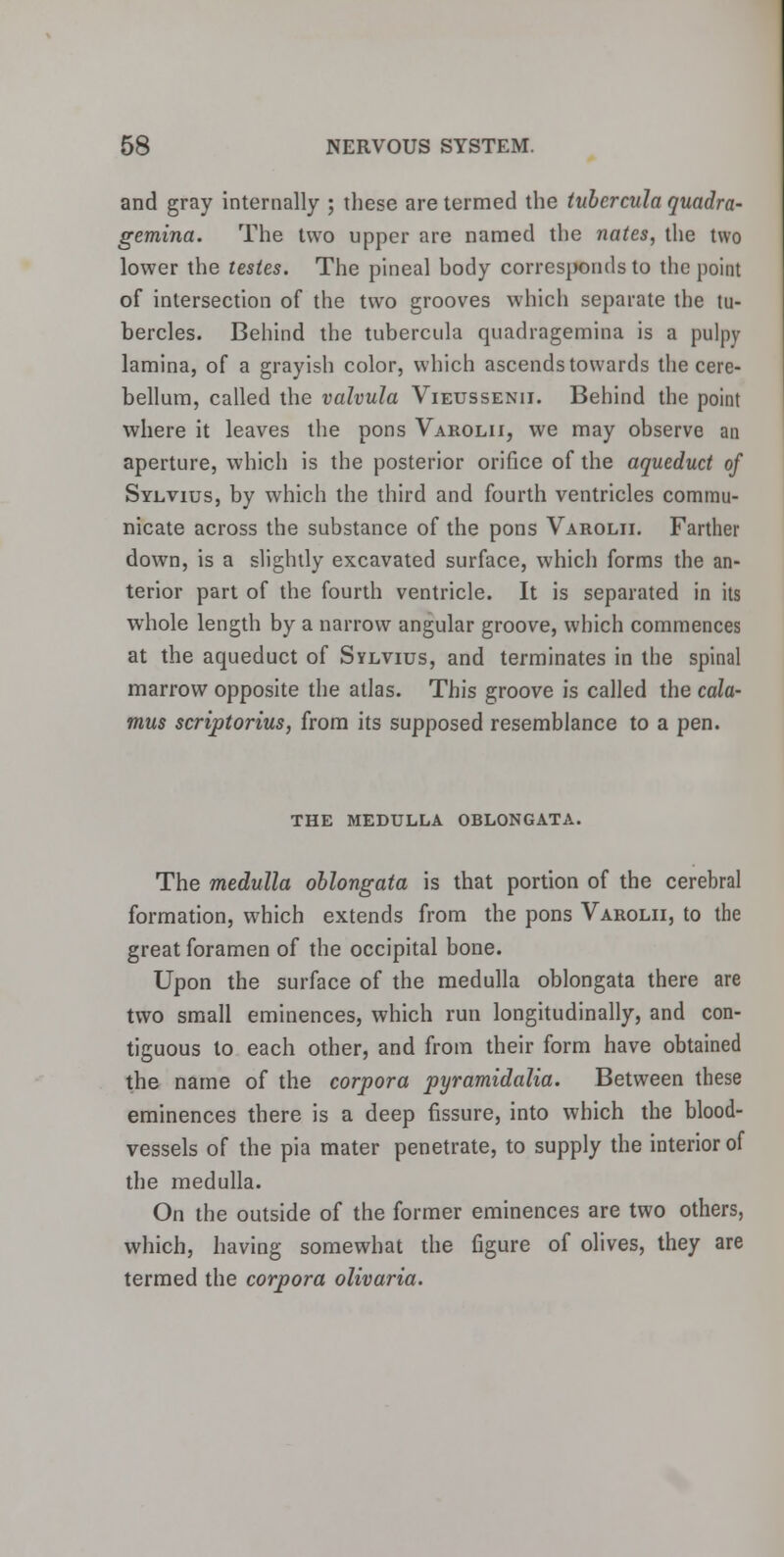 and gray internally ; these are termed the tvbercula quadra- gemina. The two upper are named the nates, the two lower the testes. The pineal hody corresponds to the point of intersection of the two grooves which separate the tu- bercles. Behind the tubercula quadragemina is a pulpy lamina, of a grayish color, which ascends towards the cere- bellum, called the valvula Vieussenii. Behind the point where it leaves the pons Varolii, we may observe an aperture, which is the posterior orifice of the aqueduct of Sylvius, by which the third and fourth ventricles commu- nicate across the substance of the pons Varolii. Farther down, is a slightly excavated surface, which forms the an- terior part of the fourth ventricle. It is separated in its whole length by a narrow angular groove, which commences at the aqueduct of Sylvius, and terminates in the spinal marrow opposite the atlas. This groove is called the cala- mus scriptorius, from its supposed resemblance to a pen. THE MEDULLA OBLONGATA. The medulla oblongata is that portion of the cerebral formation, which extends from the pons Varolii, to the great foramen of the occipital bone. Upon the surface of the medulla oblongata there are two small eminences, which run longitudinally, and con- tiguous to each other, and from their form have obtained the name of the corpora pyramidalia. Between these eminences there is a deep fissure, into which the blood- vessels of the pia mater penetrate, to supply the interior of the medulla. On the outside of the former eminences are two others, which, having somewhat the figure of olives, they are termed the corpora olivaria.