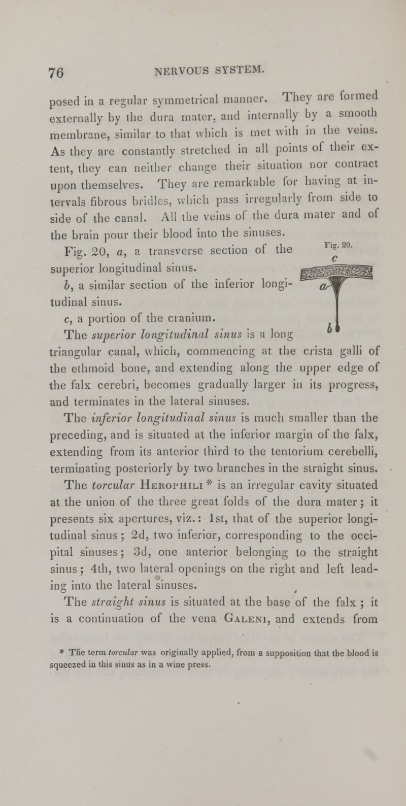 posed in a regular symmetrical manner. They are formed externally by the dura mater, and internally by a smooth membrane, similar to that which is met with in the veins. As they are constantly stretched in all points of their ex- tent, they can neither change their situation nor contract upon themselves. They are remarkable for having at in- tervals fibrous bridles, which pass irregularly from side to side of the canal. All the veins of the dura mater and of the brain pour their blood into the sinuses. Fig. 20, a, a transverse section of the superior longitudinal sinus. b, a similar section of the inferior longi- tudinal sinus. c, a portion of the cranium. The superior longitudinal sinus is a long triangular canal, which, commencing at the crista galli of the ethmoid bone, and extending along the upper edge of the falx cerebri, becomes gradually larger in its progress, and terminates in the lateral sinuses. The inferior longitudinal sinus is much smaller than the preceding, and is situated at the inferior margin of the falx, extending from its anterior third to the tentorium cerebelli, terminating posteriorly by two branches in the straight sinus. The torcular Hekophili* is an irregular cavity situated at the union of the three great folds of the dura mater; it presents six apertures, viz.: 1st, that of the superior longi- tudinal sinus; 2d, two inferior, corresponding to the occi- pital sinuses; 3d, one anterior belonging to the straight sinus; 4th, two lateral openings on the right and left lead- ing into the lateral sinuses. The straight sinus is situated at the base of the falx ; it is a continuation of the vena Galeni, and extends from * The term torcular was originally applied, from a supposition that the blood is squeezed in this sinus as in a wine press.