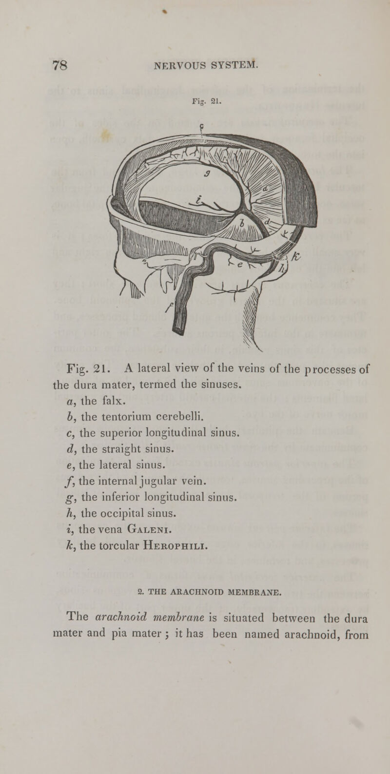 Fig. 21. A lateral view of the veins of the processes of the dura mater, termed the sinuses. a, the falx. b, the tentorium cerebelli. c, the superior longitudinal sinus. d, the straight sinus. e, the lateral sinus. f, the internal jugular vein. g, the inferior longitudinal sinus. A, the occipital sinus. i, the vena Galeni. k, the torcular Herophili. 2. THE ARACHNOID MEMBRANE. The arachnoid membrane is situated between the dura mater and pia mater ; it has been named arachnoid, from