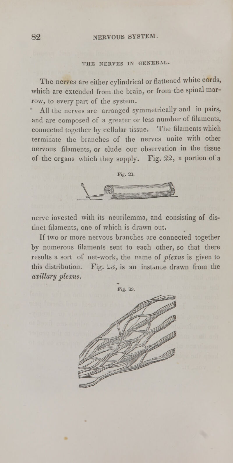 THE NERVES IN GENERAL. The nerves are either cylindrical or flattened white cords, which are extended from the brain, or from the spinal mar- row, to every part of the system. All the nerves are arranged symmetrically and in pairs, and are composed of a greater or less number of filaments, connected together by cellular tissue. The filaments which terminate the branches of the nerves unite with other nervous filaments, or elude our observation in the tissue of the organs which they supply. Fig. 22, a portion of a nerve invested with its neurilemma, and consisting of dis- tinct filaments, one of which is drawn out. If two or more nervous branches are connected together by numerous filaments sent to each other, so that there results a sort of net-work, the rame of plexus is given to this distribution. Fig. ~d, is an instance drawn from the axillary plexus. Fig. 23.