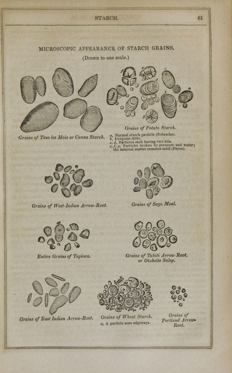 MICROSCOPIC APPEARANCE OF STARCH GRAINS. (Drawn to one scale.) Grains of Potato Starch. >-, . „ m 7 ti t • n at 1 a. Normal starch particle (Fritzsche). Grams of Tous les Mots or Carina Starch. £ jrresru!ar ditto. c, d, Particles each having two hila. e,f, g, Particles broken by pressure and water; ' the internal matter remains solid (Payen). <9 k*4 Grai?is of West-Indian Arrow-Root. Grains of Sago Meal. o Entire Grains of Tapioca. Q Grains of Tahiti Arrow-Root, or Otakeite Salep. i&lF Grains of Grains of East Indian Arrow-Root. Grains of Wheat Starch. ^%0Wm a, A particle seen edgeways. Root