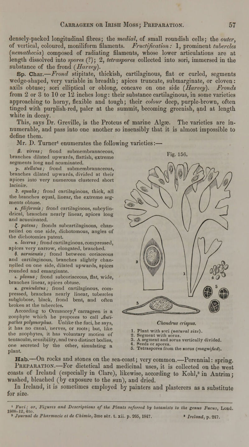densely-packed longitudinal fibres; the medial, of small roundish cells; the outer, of vertical, coloured, moniliform filaments. Fructification: 1, prominent tubercles (nemathecia) composed of radiating filaments, whose lower articulations are at length dissolved into spores (?); 2, tetraspores collected into sori, immersed in the substance of the frond (Harvey). Sp. Char.—Frond stipitate, thickish, cartilaginous, flat or curled, segments wedge-shaped, very variable in breadth; apices truncate, submarginate, or cloven: axils obtuse; sori elliptical or oblong, concave on one side [Harvey). Fronds from 2 or 3 to 10 or 12 inches long: their substance cartilaginous, in some varieties approaching to horny, flexible and tough; their colour deep, purple-brown, often tinged with purplish-red, paler at the summit, becoming greenish, and at length white in decay. This, says Dr. Greville, is the Proteus of marine Algae. The varieties are in- numerable, and pass into one another so insensibly that it is almost impossible to define them. Mr. J). Turner1 enumerates the following varieties:— 3. virens; frond submembranaceous, branches dilated upwards, flattish, extreme segments long and acuminated. y. slellatus; frond submembranaceous, branches dilated upwards, divided at their apices into very numerous clustered short lacini.p. X. equalis; frond cartilaginous, thick, all the branches equal, linear, the extreme seg- ments obtuse. i. Jiliformis; frond cartilaginous, subcylin- drical, branches nearly linear, apices long and acuminated. £. patens; fronds subcartilaginous, chan- nelled on one side, dichotomous, angles of the dichotomies patent. ». lacerus; frond cartilaginous, compressed, apices very narrow, elongated, branched. 6. sarniensis ; frond between coriaceous and cartilaginous, branches slightly chan- nelled on one side, dilated upwards, apices rounded and emarginate. i. planus; frond subcoriaceous, flat, wide, branches linear, apices obtuse. jt. geniculatus; frond cartilaginous, com- pressed, branches nearly linear, tubercles subglobose, black, frond bent, and often broken at the tubercles. According to Ormancey,2 carrageen is a zoophyte which he proposes to call Jlnti- patltes polymorphus. Unlike the fuci, he says, it has no canal, nerves, or roots; but, like the zoophytes, it has voluntary motion of tentacular sensibility, and two distinct bodies, one secreted by the other, simulating a plant. Fig. 156. Chondrus crispus. 1. Plant with sori (natural size). 2. Segment with sorus. 3. A segment and sorus vertically divided. 4. Seeds or spores. 5. Tetraspores from the sorus (magnified). Hab.—On rocks and stones on the sea-coast; very common.—Perennial: spring. Preparation.—For dietetical and medicinal uses, it is collected on the west coasts of Ireland (especially in Clare), likewise, according to Kohl,3 in Antrim; washed, bleached (by exposure to the sun), and dried. In Ireland, it is sometimes employed by painters and plasterers as a substitute for size. « Fuci; or. Figures and Descriptions of the Plants re/erred by botanists to the genus Fucus. Lond 1808-12,4lo. ' a Journal de Pharmacie et de Chimie, 3me ser. t. xii. p. 265, 1847. » Ireland, p. 247.