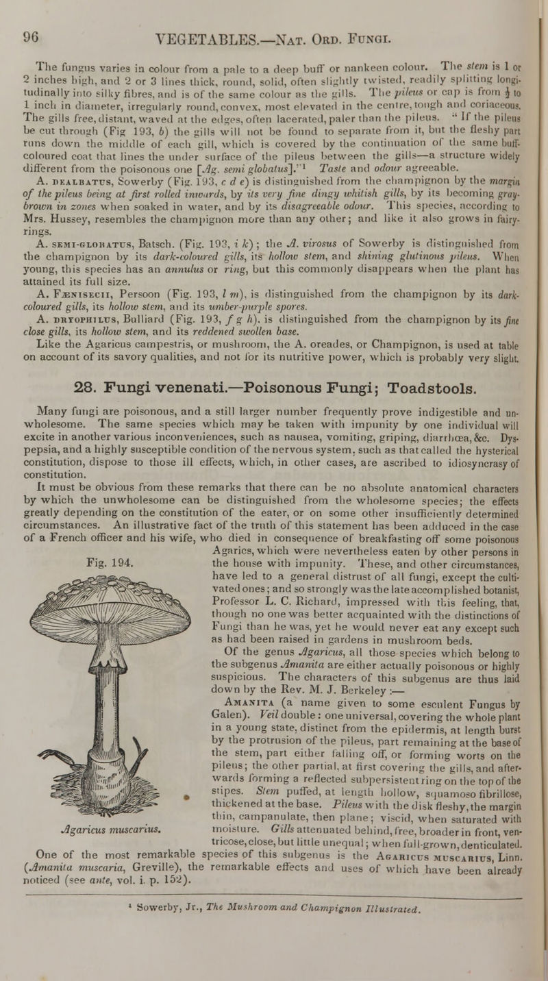 The fungus varies in colour from a pale to a deep buff or nankeen colour. Tlie stem is 1 or 2 inches bigh, and 2 or 3 lines thick, round, solid, often slightly twisted, readily splitting longi- tudinally into silky fibres, and is of the same colour as the gills. The pileus or cap is from $ to 1 inch in diameter, irregularly round,convex, most elevated in the centre,tongh and coriaceous. The gills free, distant, waved at the edges, often lacerated, paler than the pileus.  If the pileui be cut through (Fig 193, 6) the gills will not be found to separate from it, but the fleshy part runs down the middle of each gill, which is covered by the continuation of the same buff- coloured coat that lines the under surface of the pileus between the gills—a structure widely different from the poisonous one [Ag. semi globatus].1 Taste and odour agreeable. A. dkalbattjs, Sowerby (Fig. 193, c d e) is distinguished from the champignon by the margin of the pileus being at first rolled inwards, by its very fine dingy whitish gills, by its becoming gray- brown in zones when soaked in water, and by its disagreeable odour. This species, according to Mrs. Hussey, resembles the champignon more than any other; and like it also grows in fairy- rings. A. skmi-glohatus, Batsch. (Fig. 193, i k) ; the A. virosus of Sowerby is distinguished from the champignon by its dark-coloured gills, its holloiv stem, and shining glutinous pileus. When young, this species has an annulus or ring, but this commonly disappears when the plant has attained its full size. A. Fjenisecii, Persoon (Fig. 193, I m), is distinguished from the champignon by its dark- coloured gills, its hollow stem, and its umber purple spores. A. BHTOPHiLrs, Bulliard (Fig. 193, f g h). is distinguished from the champignon by ns fine close gills, its hollow stem, and its reddened swollen base. Like the Agaricus campestris, or mushroom, the A. oreades, or Champignon, is used at table on account of its savory qualities, and not lor its nutritive power, which is probably vpry slight. 28. Fungi venenati.—Poisonous Fungi; Toadstools. Many fungi are poisonous, and a still larger number frequently prove indigestible and un- wholesome. The same species which may be taken with impunity by one individual will excite in another various inconveniences, such as nausea, vomiting, griping, diarrhcea,&c. Dys- pepsia, and a highly susceptible condition of the nervous system, such as that called the hysterical constitution, dispose to those ill effects, which, in other cases, are ascribed to idiosyncrasy of constitution. It must be obvious from these remarks that there can be no absolute anatomical characters by which the unwholesome can be distinguished from the wholesome species; the effects greatly depending on the constitution of the eater, or on some other insufficiently determined circumstances. An illustrative fact of the truth of this statement has been adduced in the case of a French officer and his wife, who died in consequence of breakfasting off some poisonous Agarics, which were nevertheless eaten by other persons in the house with impunity. These, and other circumstances, have led to a general distrust of all fungi, except the culti- vated ones; and so strongly was the late accomplished botanist, Professor L. C. Richard, impressed with this feeling, that, though no one was better acquainted with the distinctions of Fungi than he was, yet he would never eat any except such as had been raised in gardens in mushroom beds. Of the genus Agaricus, all those species which belong to the subgenus Amanita are either actually poisonous or highly suspicious. The characters of this subgenus are thus laid down by the Rev. M. J. Berkeley :— Amanita (a name given to some esculent Fungus by Galen). Veil double: one universal, covering the whole plant in a young state, distinct from the epidermis, at length burst by the protrusion of the pileus, part remaining at the base of the stem, part either falling off, or forming worts on the pileus; the other partial, at first covering the gills, and after- wards forming a reflected subpersistentring on the topof the stipes. Stem puffed, at length hollow, s.juamoso fibrillose, thickened at the base. Pileus with the disk fleshy, the margin thin, campanulate, then plane; viscid, when saturated with moisture. Gills attenuated behind, free, broader in front, ven- tricose,close,but little unequal; when full-grown,denticulated. One of the most remarkable species of this subgenus is the Agaricus muscarics Linn. (Amanita muscaria, Greville), the remarkable effects and uses of which have been already noticed (see ante, vol. i. p. 152). Agaricus muscanus. 1 Sowerby, Jr., The Mushroom and Champignon Illustrated.