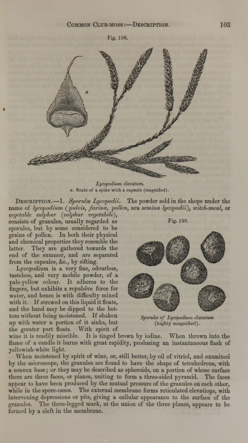 Common Club-moss :—Description. Fig. 198. 103 Lycopodium clavatum. a. Scale of a spike with a capsule (magnified). Description.—1. Sporulse Lycopodii. The powder sold in the shops under the name of lycopodium (pulvis, farina, pollen, seu semina lycopodii), witch-meal, or vegetable sulphur (sulphur vegetabile), consists of granules, usually regarded as Fig- 199. sporules, but by some considered to be grains of pollen. In both their physical and chemical properties they resemble the latter. They are gathered towards the end of the summer, and are separated from the capsules, &c, by sifting. Lycopodium is a very fine, odourless, tasteless, and very mobile powder, of a pale-yellow colour. It adheres to the fingers, but exhibits a repulsive force for water, and hence is with difficulty mixed with it. If strewed on this liquid it floats, and the hand may be dipped to the bot- tom without being moistened. If shaken up with water a portion of it sinks, but the greater part floats. With spirit of wine it is readily miscible. It is tinged brown by iodine. When thrown into the flame of a candle it burns with great rapidity, producing an instantaneous flash of yellowish-white light. When moistened by spirit of wine, or, still better, by oil of vitriol, and examined by the microscope, the granules are found to have the shape of tetrahedrons, with a convex base; or they may be described as spheroids, on a portion of whose surface there are three faces, or planes, uniting to form a three-sided pyramid. The faces appear to have been produced by the mutual pressure of the granules on each other, while in the spore-cases. The external membrane forms reticulated elevations, with intervening depressions or pits, giving a cellular appearance to the surface of the granules. The three-legged mark, at the union of the three planes, appears to be formed by a cleft in the membrane. Sporules of Lycopodium clavatum (highly magnified).