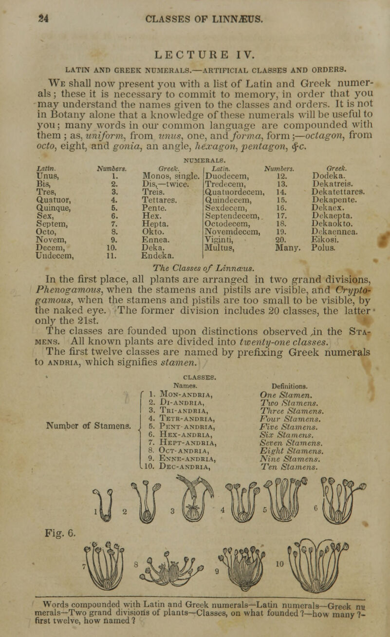 LECTURE IV. LATIN AND GREEK NUMERALS.—ARTIFICIAL CLASSES AND ORDERS. We shall now present you with a list of Latin and Greek numer- als ; these it is necessary to commit to memory, in order that you may understand the names given to the classes and orders. It is not in Botany alone that a knowledge of these numerals will be useful to you; many words in our common language are compounded with them ; as, uniform, from wins, one, and forma, form ;—octagon, from octo, eight, and gonia, an angle, hexagon, pentagon, tyc. NUMERALS. Latin. Numbers. Greek. Latin. numbers. Greek. Unus, 1. Monos, single. Duodccem, 12. Dodeka. Bis, 2. Dis,—twice. Tredecem, 13. Dekatreis. Tres, 3. Treis. Q.uatuordecem, 14. Dekatettarcs. Quatuor, 4. Tettares. Quindecem, 15. Dckapente. Quinque, 5. Pente. Sexdecem, 16. Dekaex. Sex, 6. Hex. Septendecem, 17. Dtkacpta. Dekaokto. Septem, 7. Hepta. Octodecem, 18. Octo, 8. Okto. Novemdecem, 19. D. kaennca. Novem, 9. Ennea. Viand, 20. Eikosi. Decern, 10. Deka. Multus, Many. Polus. Uuducem, 11. Endeka. The Classes of Lnnna'us. In the first place, all plants are arranged in two grand divisions, Phcnogamovs, when the stamens and pistils are visible, and Crypto- gamous, when the stamens and pistils are too small to be visible, by the naked eye. The former division includes 20 classes, the latter only the 21st. The classes are founded upon distinctions observed ,in the Sta- mens. All known plants are divided into twenty-one classes. The first twelve classes are named by prefixing Greek numerals to andria, which signifies stamen. Number of Stamens. CLASSES. Names. r 1. MON-ANDRIA, 2. Dl-ANDRIA, 3. Tri-andria, 4. Tetr-andria, 5. Pent-andria, 6. Hex-andria, 7. Hept-andria, 8. oct-andria, 9. Enne-andria, .10. Dec-andria, Definitions. One Stamen. Two Stamens. Three Stamens. Four Stamens. Five S/.ameiis. Six Stamens. Seven Stamens. Eight Stamens. Nine Stamens. Ten Stamens. Fig. 6. Words compounded with Latin and Greek numerals—Latin numerals—Greek nu merals—Two grand divisions of plants—Classes, on what founded 7—how many 7- first twelve, how named ?
