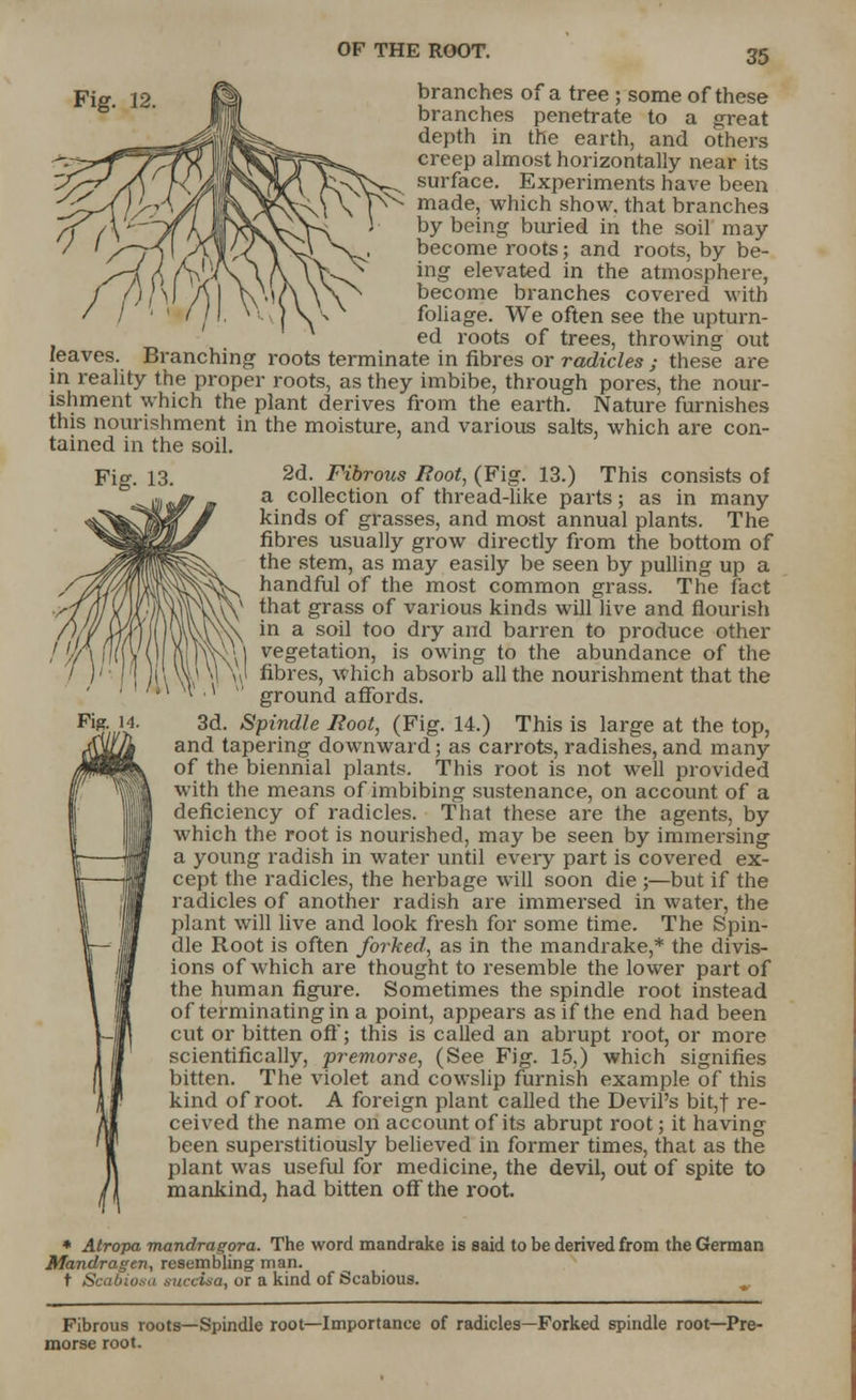 Fig. 12 branches of a tree ; some of these branches penetrate to a great depth in the earth, and others creep almost horizontally near its surface. Experiments have been made, which show, that branches by being buried in the soil may become roots; and roots, by be- ing elevated in the atmosphere, become branches covered with foliage. We often see the upturn- ed roots of trees, throwing out leaves. Branching roots terminate in fibres or radicles ; these are in reality the proper roots, as they imbibe, through pores, the nour- ishment which the plant derives from the earth. Nature furnishes this nourishment in the moisture, and various salts, which are con- tained in the soil. 2d. Fibrous Root, (Fig. 13.) This consists of a collection of thread-like parts; as in many kinds of grasses, and most annual plants. The fibres usually grow directly from the bottom of the stem, as may easily be seen by pulling up a handful of the most common grass. The fact that grass of various kinds will live and flourish in a soil too dry and barren to produce other vegetation, is owing to the abundance of the fibres, which absorb all the nourishment that the ground affords. 3d. Spindle Boot, (Fig. 14.) This is large at the top, and tapering downward; as carrots, radishes, and many of the biennial plants. This root is not well provided with the means of imbibing sustenance, on account of a deficiency of radicles. That these are the agents, by which the root is nourished, may be seen by immersing a young radish in water until every part is covered ex- cept the radicles, the herbage will soon die ;—but if the radicles of another radish are immersed in water, the plant will live and look fresh for some time. The Spin- dle Root is often forked, as in the mandrake,* the divis- ions of which are thought to resemble the lower part of the human figure. Sometimes the spindle root instead of terminating in a point, appears as if the end had been cut or bitten oft; this is called an abrupt root, or more scientifically, premorse, (See Fig. 15,) which signifies bitten. The violet and cowslip furnish example of this kind of root. A foreign plant called the Devil's bit,t re- ceived the name on account of its abrupt root; it having been superstitiously believed in former times, that as the plant was useful for medicine, the devil, out of spite to mankind, had bitten off the root. * Atropa mandragora. The word mandrake is said to be derived from the German Mandragen, resembling man. t Scabiosa succisa, or a kind of Scabious. Fibrous roots—Spindle root—Importance of radicles—Forked spindle root—Pre- morse root.