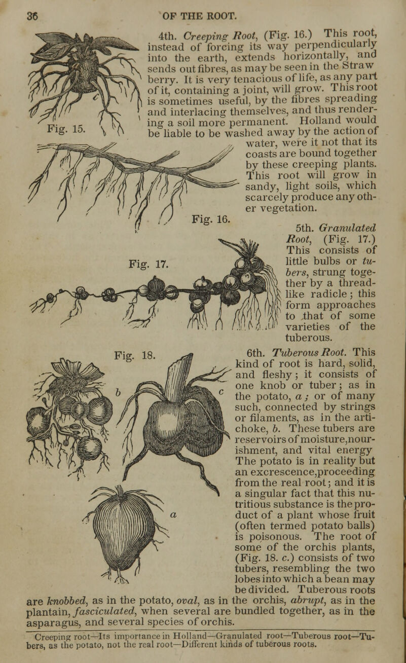 Fig. 15 4th. Creeping Root, (Fig. 16.) This root, instead of forcing its way perpendicularly into the earth, extends horizontally, and sends out fibres, as may be seen in the Straw berry. It is very tenacious of life, as any part of it, containing a joint, will grow. This root is sometimes useful, by the fibres spreading and interlacing themselves, and thus render- ing a soil more permanent. Holland would be liable to be washed away by the action of water, were it not that its coasts are bound together by these creeping plants. This root will grow in sandy, light soils, which scarcely produce any oth- er vegetation. 5th. Granulated Root, (Fig. 17.) This consists of little bulbs or tu- bers, strung toge- ther by a thread- like radicle; this form approaches to .that of some varieties of the tuberous. 6th. Tuberous Root. This kind of root is hard, solid, and fleshy; it consists of one knob or tuber; as in the potato, a ; or of many such, connected by strings or filaments, as in the arti- choke, b. These tubers are reservoirs of moisture,nour- ishment, and vital energy The potato is in reality but an excrescence,proceeding from the real root; and it is a singular fact that this nu- tritious substance is the pro- duct of a plant whose fruit (often termed potato balls) is poisonous. The root of some of the orchis plants, (Fig. 18. c.) consists of two tubers, resembling the two lobes into which a bean may be divided. Tuberous roots are knobbed, as in the potato, oval, as in the orchis, abrupt, as in the plantain, fasciculated, when several are bundled together, as in the asparagus, and several species of orchis. Creeping root—Its importance in Holland—Granulated root—Tuberous root—Tu- bers, as the potato, not the real root—Different kinds of tuberous roots.