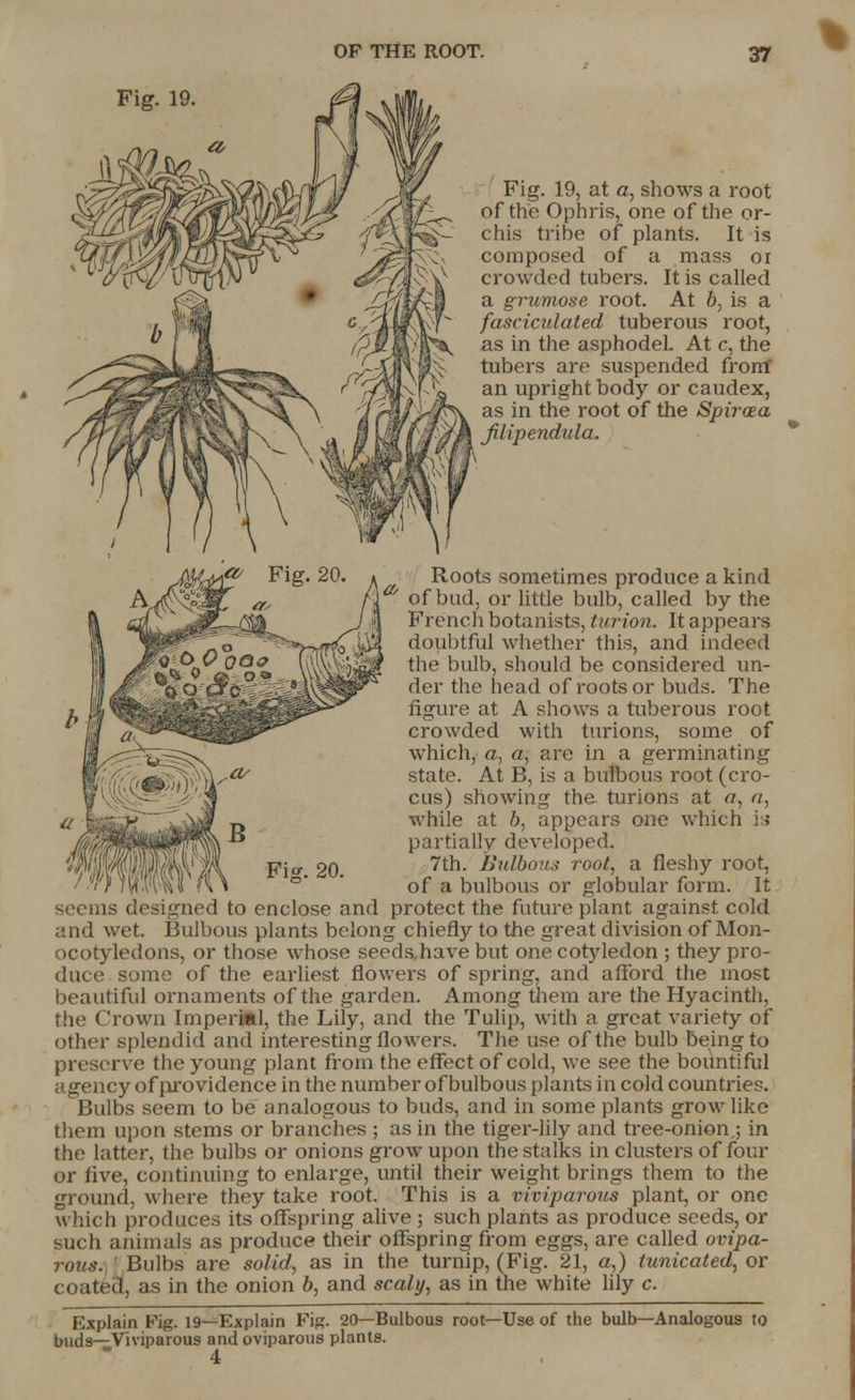Fig. 19. Fig. 19, at a, shows a root of the Ophris, one of the or- chis tribe of plants. It is composed of a mass or crowded tubers. It is called a grumose root. At b, is a fasciculated tuberous root, as in the asphodel. At c, the tubers are suspended front an upright body or caudex, as in the root of the Spiraea Jilipendula, Roots sometimes produce a kind a/ of bud, or little bulb, called by the French botanists, turion. It appears doubtful whether this, and indeed the bulb, should be considered un- der the head of roots or buds. The figure at A shows a tuberous root crowded with turions, some of which, a, a, are in a germinating state. At B, is a bulbous root (cro- cus) showing the turions at a, a, while at b, appears one which is partially developed. 7th. Bulbous root, a fleshy root, of a bulbous or globular form. It seems designed to enclose and protect the future plant against cold and wet. Bulbous plants belong chiefly to the great division of Mon- ocotyledons, or those whose seeds.have but one cotyledon ; they pro- due e some of the earliest flowers of spring, and afford the most beautiful ornaments of the garden. Among them are the Hyacinth, the Crown Imperial, the Lily, and the Tulip, with a great variety of other splendid and interesting flowers. The use of the bulb being to preserve the young plant from the effect of cold, we see the bountiful agency of providence in the number of bulbous plants in cold countries. Bulbs seem to be analogous to buds, and in some plants grow like them upon stems or branches ; as in the tiger-lily and tree-onion.; in the latter, the bulbs or onions grow upon the stalks in clusters of four or five, continuing to enlarge, until their weight brings them to the ground, where they take root. This is a viviparous plant, or one which produces its offspring alive ; such plants as produce seeds, or such animals as produce their offspring from eggs, are called ovipa- rous. ' Bulbs are solid, as in the turnip, (Fig. 21, a,) tunicated, or coated, as in the onion b, and scaly, as in the white lily c. Explain Fig. 19—Explain Fig. 20—Bulbous root—Use of the bulb—Analogous to buds—Viviparous and oviparous plants. 4 Fi£. 20.