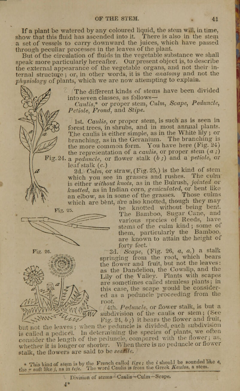 If a plant be watered by any coloured liquid, the stem will, in time, show that this fluid has ascended into it. There is also in the stem a set of vessels to carry downward the juices, which have passed through peculiar processes in the leaves of the plant. But of the circulation of fluids in the vegetable substance we shall speak more particularly hereafter. Our present object is, to describe the external appearance of the vegetable organs, and not their in- ternal structure ; or, in other words, it is the anatomy and not the physiology of plants, which we are now attempting to explain. The different kinds of stems have been divided into seven classes, as follows— Caulis* or proper stem, Culm, Scape, Peduncle, Petiole, Frond, and Stipe. 1st. Caulis, or proper stem, is such as is seen in forest trees, in shrubs, and in most annual plants. The caulis is either simple, as in the White lily ; or branching, as in the Geranium. The branching is the more°common form. You have here (Fig. 24) the representation of a caulis, or proper stem (a;) Fig. 24. a peduncle, or flower stalk (b ;) and a petiole, or leafstalk (c.) 2d. Culm, or straw, (Fig. 25,) is the kind of stem which you see in grasses and rushes. The culm is either without knots, as in the Bulrush, jointed or knotted, as in Indian corn, geniculated, or bent like an elbow, as in some of the grasses. Those culms which are bent, are also knotted, though they may be knotted without being bent. The Bamboo, Sugar Cane, and various species of Reeds, have stems of the culm kind ; some of them, particularly the Bamboo, are known to attain the height of forty feet. 3d. Scape, (Fig. 26, a, a.) a stalk springing from the root, which bears the flower and fruit, but not the leaves: <oU>i as the Dandelion, the Cowslip, and the Lily of the Valley. Plants with scapes are sometimes called stemless plants; in this case, the scape would be consider- ed as a peduncle proceeding from the root. 4th. Peduncle, or ilower stalk, is but a the caulis or stem; (See jars the Ilower and fruit, but not the leaves; when the pediincle is divided, each subdivision i-; called a pedicel. In determining the species of plants, we often consider the length of the peduncle, compared with the flower; as, whether it is longer or shorter. W hen there is no peduncle or flower stalk, the flowers are said to be se$$il<. * VIiis kind of «tem ia by the French called tigf, the i should be sounded like c, the - s.rft like /, as in hie.' The word Caulis is from the Greek Kaulos, a stem. - r', W 4i| Division of steins—Caulis—Culm—Scape. 4*
