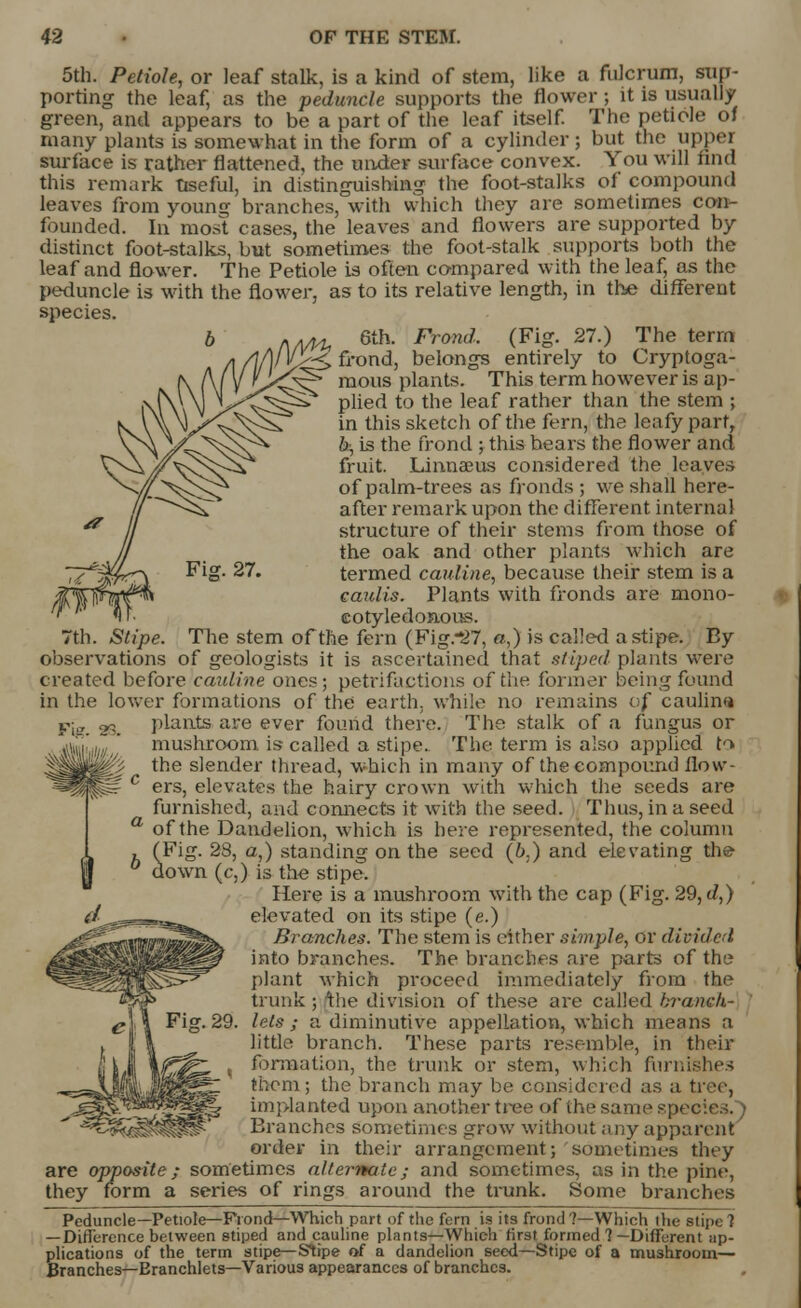 Fig. 27. 5th. Petiole, or leaf stalk, is a kind of stem, like a fulcrum, sup- porting the leaf, as the peduncle supports the flower; it is usually green, and appears to be a part of the leaf itself. The petiole of many plants is somewhat in the form of a cylinder; but the tippet surface is rather flattened, the under surface convex. You will find this remark useful, in distinguishing the foot-stalks of compound leaves from young branches, with which they are sometimes con- founded. In most cases, the leaves and flowers are supported by distinct foot-stalks, but sometimes the foot-stalk supports both the leaf and flower. The Petiole is often compared with the leaf, as the peduncle is with the flower, as to its relative length, in the different species. 6th. Frond. (Fig. 27.) The term frond, belongs entirely to Cryptoga- raous plants. This term however is ap- plied to the leaf rather than the stem ; in this sketch of the fern, the leafy part, b, is the frond ; this hears the flower and fruit. Linnaeus considered the leaves of palm-trees as fronds ; we shall here- after remark upon the different internal structure of their stems from those of the oak and other plants which are termed cauline, because their stem is a caulis. Plants with fronds are mono- eotyledonous. 7th. Stipe. The stem of the fern (Fig.*27, «,) is called a stipe. By observations of geologists it is ascertained that stiped plants were created before cauline ones; petrifactions of die former being found in the lower formations of the earth, while no remains of caulin« Fig. 2^. plants are ever found there. The stalk of a fungus or v«taiu/y» ' mushroom is called a stipe. The term is also applied to the slender thread, which in many of the compound flow- ers, elevates the hairy crown with which the seeds are furnished, and comiects it with the seed. Thus, in a seed of the Dandelion, which is here represented, the column (Fig. 28, a,) standing on the seed (b,) and elevating the- down (c,) is the stipe. Here is a mushroom with the cap (Fig. 29, d,) elevated on its stipe (e.) Branches. The stem is either simple, or divided into branches. The branches are parts of the plant which proceed immediately from the trunk ; 'the division of these are called branch' Fig. 29. lets ; a diminutive appellation, which means a little branch. These parts resemble, in their formation, the trunk or stem, which furnishes them; the branch may be considered as a tree, implanted upon another tree of the same species. ) Branches sometimes grow without any apparent order in their arrangement; sometimes they are opposite; sometimes alternate; and sometimes, as in the pine, they form a series of rings around the trunk. Some branches Peduncle—Petiole—Frond—Which part of the fern is its frond'?—Which the stipe 1 —Difference between stiped and cauline plants—Which first formed ?—Different ap- plications of the term stipe—Stipe of a dandelion seed—Stipe of a mushroom— Branches— Eranchlets—Various appearances of branches.