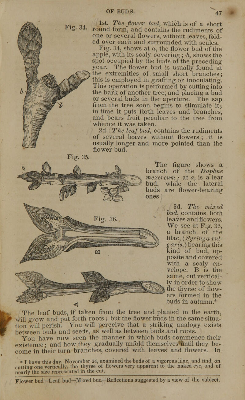 Pig. 34. Fig. 35. f 1st. The flower bud, which is of a short round form, and contains the rudiments of one or several flowers, without leaves, fold- ed over each and surrounded with scales. Fig. 34, shows at a, the flower bud of the apple, with its scaly covering; b, shows the spot occupied by the buds of the preceding year. The flower bud is usually found at the extremities of small short branches; this is employed in grafting or inoculating. This operation is performed by cutting into the bark of another tree, and placing a bud or several buds in the aperture. The sap from the tree soon begins to stimulate it; in time it puts forth leaves and branches, and bears fruit peculiar to the tree from whence it was taken. 2d. The leaf bud, contains the rudiments of several leaves without flowers ; it is usually longer and more pointed than the flower bud. The figure shows a branch of the Daphne mezereum; at a, is a leai m$ bud, while the lateral buds are flower-bearing ones 3d. The mixed bud, contains both leaves and flowers. We see at Fig. 36, a branch of the lilac, (Syringa vul- garis^) bearing this kind of bud, op- posite and covered with a scaly en- velope. B is the same, cut vertical- ly in order to show the thyrse of flow- ers formed in the buds in autumn.* The leaf buds, if taken from the tree and planted in the earth, will grow and put forth roots ; but the flower buds in the same situa- tion will perish. You will perceive that a striking analogy exists between buds and seeds, as well as between buds and roots. You have now seen the manner in which buds commence their existence; and how they gradually unfold themselves'ftntil they be- come in their turn branches, covered with leaves and flowers. In * I have this day, November 24, examined the buds of a vigorous lilac, and find, on cutting one vertically, the thyrse of flowers very apparent to the naked eye, and of nearly^the size represented in the cut. Flower bud—Leaf bud—Mixed bud—Reflections suggested by a view of the subject.