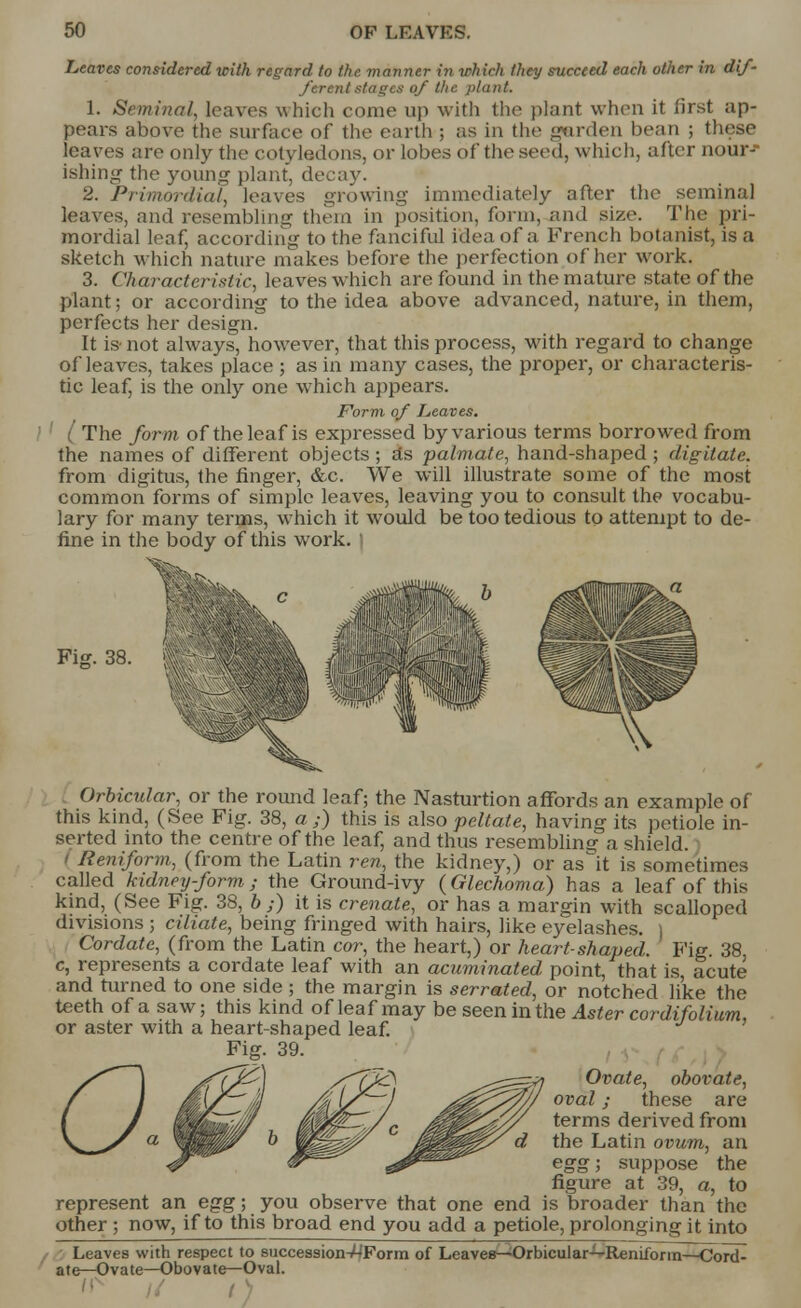 Leaves considered with regard, to the maimer in which they succeed each other in dif- ferent stages of the plant. 1. Seminal, leaves which come up with the plant when it first ap- pears above the surface of the earth ; as in the garden bean ; these leaves are only the cotyledons, or lobes of the seed, which, after nour-- ishing the young plant, decay. 2. Primordial, leaves growing- immediately after the seminal leaves, and resembling them in position, form, and size. The pri- mordial leaf, according to the fanciful idea of a French botanist, is a sketch which nature makes before the perfection of her work. 3. Characteristic, leaves which are found in the mature state of the plant; or according to the idea above advanced, nature, in them, perfects her design. It i& not always, however, that this process, with regard to change of leaves, takes place ; as in many cases, the proper, or characteris- tic leaf, is the only one which appears. Form of Leaves. The form of the leaf is expressed by various terms borrowed from the names of different objects ; ds palmate, hand-shaped ; digitate. from digitus, the finger, &c. We will illustrate some of the most common forms of simple leaves, leaving you to consult the vocabu- lary for many terms, which it would be too tedious to attempt to de- fine in the body of this work. Fig. 38. Orbicular, or the round leaf; the Nasturtion affords an example of this kind, (See Fig. 38, a;) this is also peltate, having its petiole in- serted into the centre of the leaf, and thus resembling a shield. Reniform, (from the Latin ren, the kidney,) or as it is sometimes called kidney-form ; the Ground-ivy (Glechoma) has a leaf of this kind, (See Fig. 38, b ;) it is crenate, or has a margin with scalloped divisions ; ciliate, being fringed with hairs, like eyelashes. ) Cordate, (from the Latin cor, the heart,) or heart-shaped. Fig. 38 c, represents a cordate leaf with an acuminated point, that is, acute and turned to one side; the margin is serrated, or notched like the teeth of a saw; this kind of leaf may be seen in the Aster cordifolium, or aster with a heart-shaped leaf. Fig. 39. / / My^J /4il/~) ^0s^W/ ova*' tnese are l J WMKM//J/ wM^-/ c M&l^^y terms derived from \s^g/ a ^PpP^ & Jlfe|^ ^^ *^e Latin °vum, an <^ Jr3^ ^f^z**- egg; suppose the figure at 39, a, to represent an egg; you observe that one end is broader than the other ; now, if to this broad end you add a petiole, prolonging it into Leaves with respect to succession-^Form of Leaves—Orbicular—Reniiorm—CorcU ate—Ovate—Obovate— Oval.