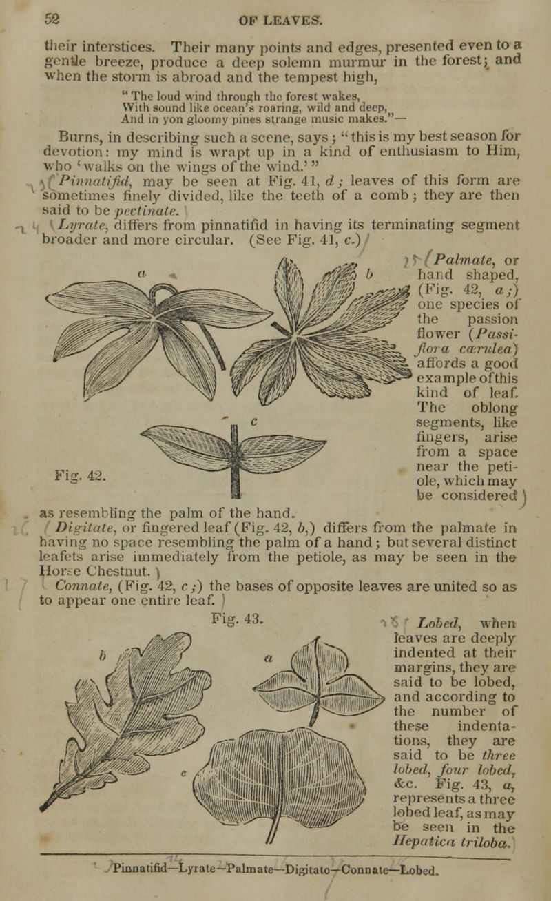 their interstices. Their many points and edges, presented even to a gentie breeze, produce a deep solemn murmur in the forest; and when the storm is abroad and the tempest high,  The loud wind through the forest wakes, With sound like ocean's roaring, wild and deep, And in yon gloomy pints strange music makes.— Burns, in describing such a scene, says ;  this is my best season for devotion: my mind is wrapt up in a kind of enthusiasm to Him, who : walks on the wings of the wind.'  Pinnatifid, may be seen at Fig. 41, d; leaves of this form are sometimes finely divided, like the teeth of a comb; they are then said to be pectinate. Lyrate, differs from pinnatifid in having its terminating segment broader and more circular. (See Fig. 41, c.) * (Palmate, or hand shaped, (Fig. 42, a;) one species oi the passion flower (Passi- jic: a cairulea) affords a good example of this kind of leaf The oblong segments, like fingers, arise from a space near the peti- ole, which may be considered ) as resembling the palm of the hand. Digitate, or fingered leaf (Fig. 42, b,) differs from the palmate in having no space resembling the palm of a hand; butseveral distinct Leafets arise immediately from the petiole, as may be seen in the Horse Chestnut.) Connate, (Fig. 42, c ;) the bases of opposite leaves are united so as to appear one entire leaf. ) Fig. 43. Lobed, when leaves are deeply indented at then- margins, they are said to be lobed, and according to the number of these indenta- tions, they are said to be three lobed, four lobed7 &c. Fig. 43, a, represents a three lobed leaf, as may be seen in the Ilepatica triloba. Pinnatifid—Lyrate—Palmate—Digitate—Connate—Lobed.