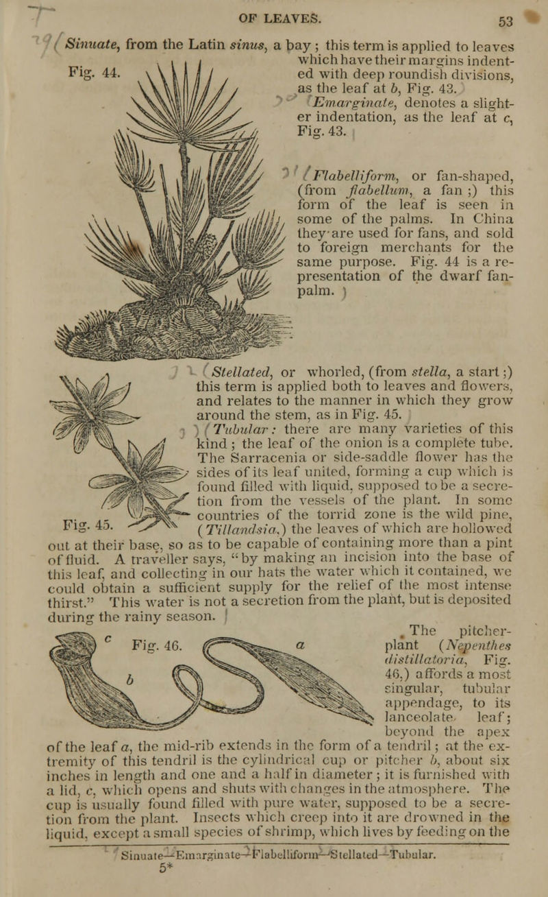 T- 53 Sinuate, from the Latin sinus, a bay ; this term is applied to leaves which have their margins indent- Fig. 44. ed with deep roundish divisions, as the leaf at b, Fig. 43. Emarginate, denotes a slight- er indentation, as the leaf at c, Fig. 43. s t Flabelliform, or fan-shaped, (from Jlabellum, a fan ;) this form of the leaf is seen in some of the palms. In China they-are used for fans, and sold to foreign merchants for the same purpose. Fig. 44 is a re- presentation of the dwarf fan- palm. ) ( Stellated, or whorled, (from stella, a start;) this term is applied both to leaves and flowers, and relates to the manner in which they grow around the stem, as in Fig. 45. ) (Tubular: there are many varieties of this kind ; the leaf of the onion is a complete tube. The Sarracenia or side-saddle flower has the >• sides of its leaf united, forming a cup which is found filled with liquid, supposed to be a secre- tion from the vessels of the plant. In some countries of the torrid zone is the wild pine, (Tillandsia.) the leaves of which are hollowed out at their base, so as to be capable of containing more than a pint of fluid. A traveller says, by making an incision into the base of this leaf, and collecting in our hats the water which it contained, we could obtain a sufficient supply for the relief of the most intense thirst. This water is not a secretion from the plant, but is deposited during the rainy season. ! . The pitcher- plant (Nepenthes distillatoria, Fig. 46.) affords a most singular, tubular appendage, to its lanceolate leaf; beyond the apex of the leaf a, the mid-rib extends in the form of a tendril; at the ex- tremity of this tendril is the cylindrical cup or pitcher b, about six inches in length and one and a half in diameter; it is furnished with a lid, c which opens and shuts with changes in the atmosphere. The cup is usually found filled with pure water, supposed to be a secre- tion from the plant. Insects which creep into it are drowned in the liquid, except a small species of shrimp, which lives by feeding on the Sinuate—Emnrzinnle—Fiabcllifonn-'Stt'llattd—Tubular. 5* Fig. 45.