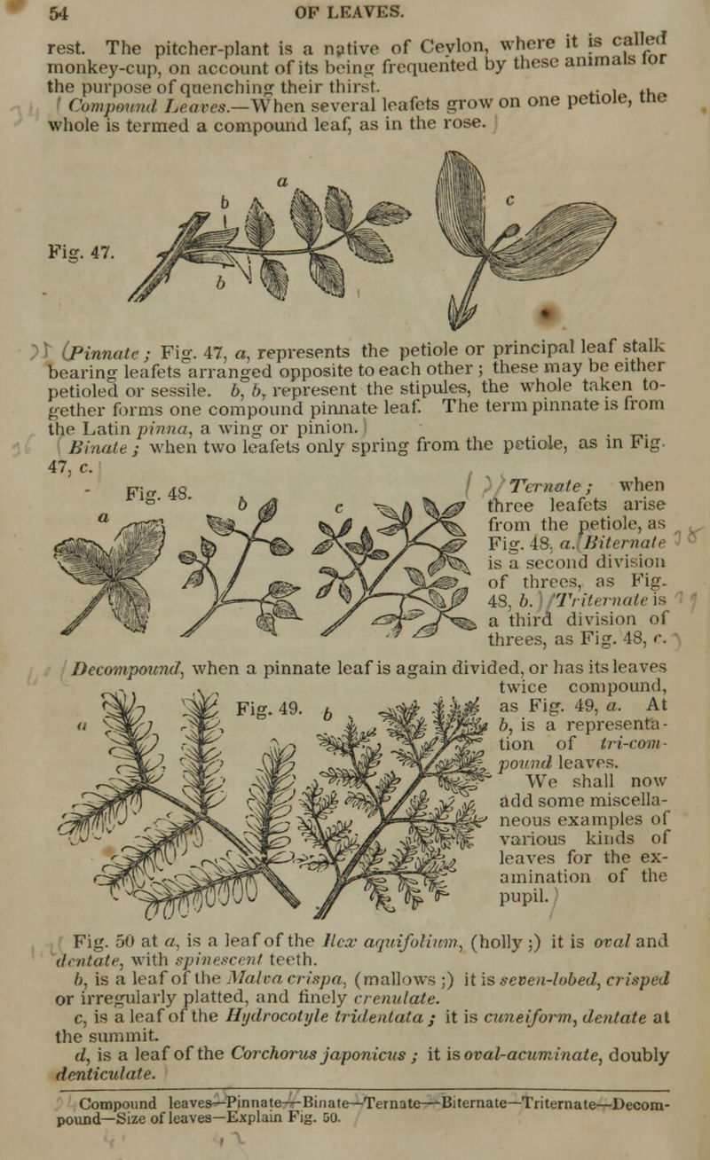 rest. The pitcher-plant is a native of Cevlon, where it is called monkey-cup, on account of its being frequented by these animals ior the purpose of quenching their thirst . , ., Compotmd Leaves.—When several leafets grow on one petioie, me whole is termed a compound leaf, as in the rose. Fisr. 47. V (Pinnate ; Fig. 47, a, represents the petiole or principal leaf stalk bearing leafets arranged opposite to each other ; these may be either petioled or sessile, b, br represent the stipules, the whole taken to- gether forms one compound pinnate leaf. The term pinnate is from the Latin pinna, a wing or pinion. 1 Binate; when two leafets only spring from the petiole, as in Fig. 47, c. crio. 48 ( )}Ternaie; when c ^A \& three leafets arise from the petiole, as Fig. 48. a. internale is a second division of threes, as Fig. 48, b. Triternale is a third division of threes, as Fig. 48, c. • Decompound, when a pinnate leaf is again divided, or has its leaves twice compound, as Fig. 49, a. At b, is a representa- tion of tri-com ■ pound leaves. We shall now add some miscella- $&? neous examples of % various kinds of leaves for the ex- amination of the pupil. Fig. 50 at a, is a leaf of the Hex aquifolinm, (holly ;) it is oval and dentate, with spin esc en t teeth. b, is a leaf of the Malva crispa, (mallows ;) it is seven-lobed, crisped or irregularly platted, and finely crenulate. c, is a leaf of the Hydrocotyle tridentata ; it is cuneiform, dentate at the summit. d, is a leaf of the Corchorus japonicus ; it is oval-acuminate, doubly denticulate. Compound leaves—Pinnate—Binate—Ternate—Biternate—Triternate—Decom- pound—Size of leaves—Explain Fig. do. atr