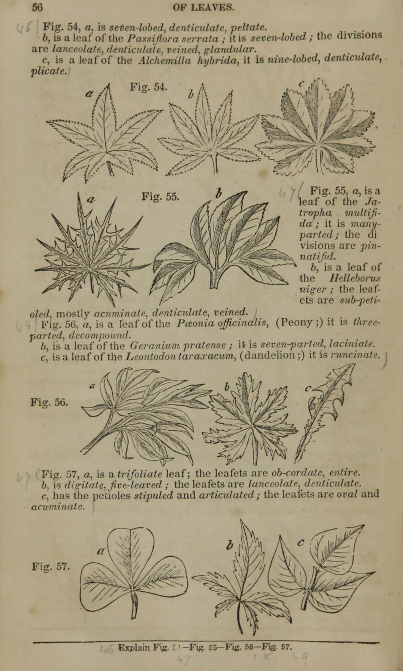 Fig. 54, a, is setien-lobed, denticulate, peltate. . b, is a leaf of the Passiflora serrata ; it is seven-lobed ; the divisions are lanceolate, denticulate, veined, glandular. c, is a leaf of the Alchemilla hybrida, it is nine-lobed, denticulate, plicate. Fiff. 54 Fig. 55, a, is a leaf of the Ja- tropha multiji- da; it is many- parted} the di visions are pin- natifid. b, is a leaf of the Helleboru* niger ; the leaf- ets are sub-peti- oled, mostly acuminate, denticulate, veined. Fig. 56, a, is a leaf of the Pceonia officinalis, (Peony ;) it is tl parted, decompound. b, is a leaf of the Geranium pratense ; it is seven-parted, laciniate. c, is a leaf of the Leontodon taraxacum, (dandelion ;) it is runcinate. 1 Fisr. 56. Fig. 57, a, is a trifoliate leaf; the leafets are ob-cordale, entire. b, is digitate,, five-leaved ; the leafets are lanceolate, denticulate. c, has the petioles stipuled and articulated; the leafets are oval and acuminate. Fig. 57. /> Explain Fig. C: -Fig. C5-Fig. 56—Fig. 57.