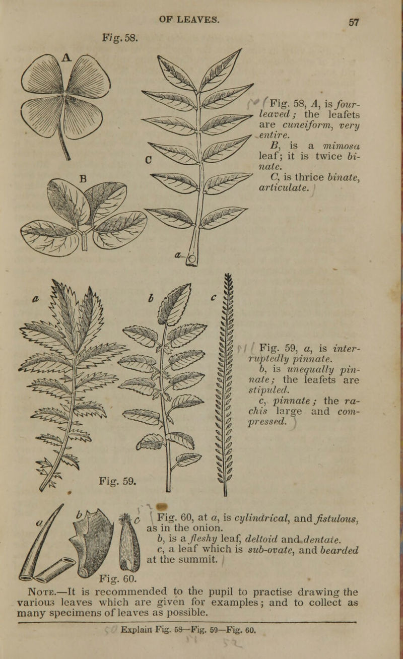 Fig. 58. ^Fig. 58, A, is four- leaved ; the leafets are cuneiform, very entire. B, is a mimosa leaf; it is twice bi- nalc. C, is thrice binate, articulate. Fig. 59, a, is iWer- ruptedly pinnate. b, is unequally pin- nate; the leafets are stipuled. c, pinnate; the ra- cAzs large and com- pressed. Fig. 60, at a, is cylindrical, and fistulous, as in the onion. b, is a fleshy leaf, deltoid and^dentaie. c, a leaf which is sub-ovate, and bearded at the summit. Fig. 60. Note.—It is recommended to the pupil to practise drawing the various leaves which are given for examples; and to collect as many specimens of leaves as possible.