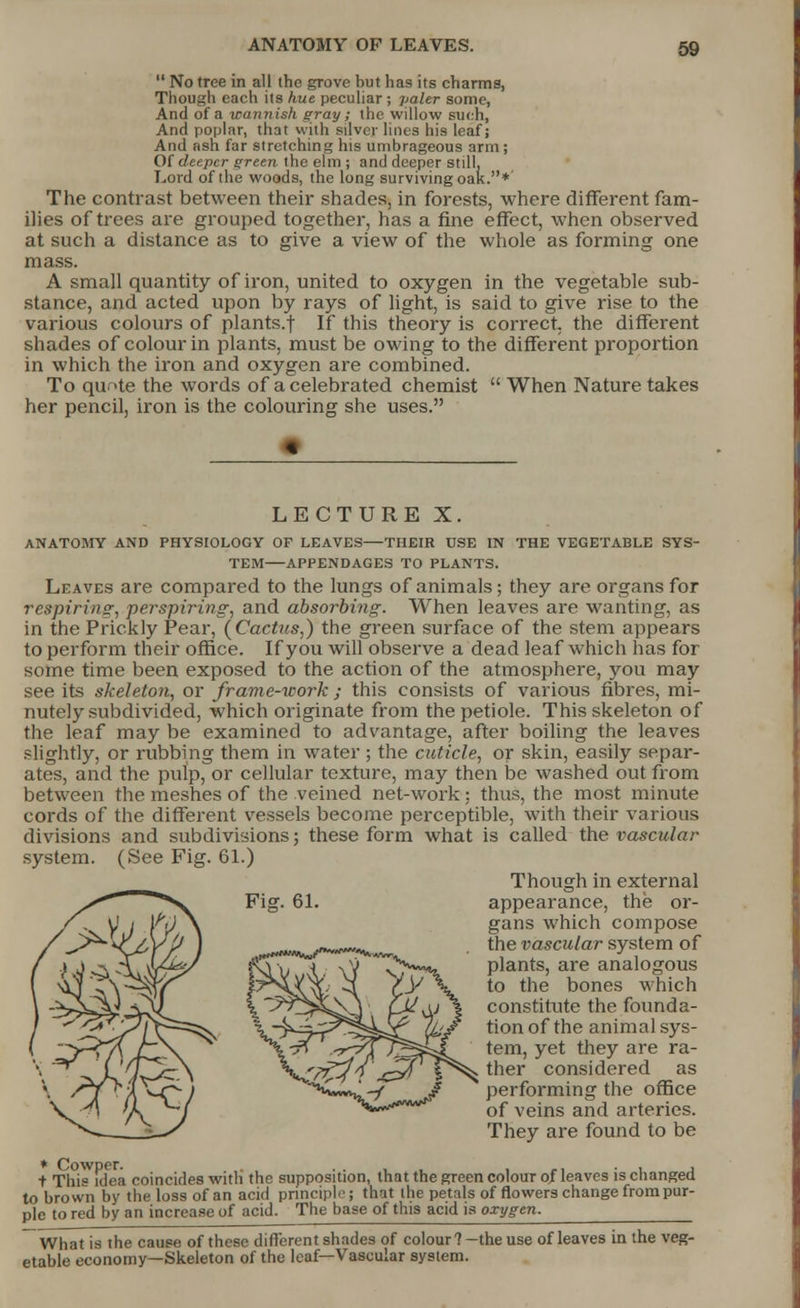 ANATOMY OP LEAVES.  No tree in all the grove but has its charms, Though each its hue peculiar ; paler some, And of a mannish gray; the willow such, And poplar, that with sijver lines his leaf; And nsh far stretching his umbrageous arm ; Of deeper green the elm ; and deeper still. Lord of the woods, the long surviving oak.*' The contrast between their shades, in forests, where different fam- ilies of trees are grouped together, has a fine effect, when observed at such a distance as to give a view of the whole as forming one mass. A small quantity of iron, united to oxygen in the vegetable sub- stance, and acted upon by rays of light, is said to give rise to the various colours of plants.f If this theory is correct, the different shades of colour in plants, must be owing to the different proportion in which the iron and oxygen are combined. To quote the words of a celebrated chemist  When Nature takes her pencil, iron is the colouring she uses. LECTURE X. ANATOMY AND PHYSIOLOGY OF LEAVES—THEIR USE IN THE VEGETABLE SYS- TEM APPENDAGES TO PLANTS. Leaves are compared to the lungs of animals; they are organs for respiring, perspiring, and absorbing. When leaves are wanting, as in the Prickly Pear, {Cactus,) the green surface of the stem appears to perform their office. If you will observe a dead leaf which has for some time been exposed to the action of the atmosphere, you may see its skeleton, or frame-work ; this consists of various fibres, mi- nutely subdivided, which originate from the petiole. This skeleton of the leaf may be examined to advantage, after boiling the leaves slightly, or rubbing them in water ; the cuticle, or skin, easily separ- ates, and the pulp, or cellular texture, may then be washed out from between the meshes of the veined net-work: thus, the most minute cords of the different vessels become perceptible, with their various divisions and subdivisions; these form what is called the vascular system. (See Fig. 61.) Though in external appearance, the or- gans which compose the vascular system of plants, are analogous to the bones which constitute the founda- tion of the animal sys- tem, yet they are ra- ther considered as performing the office of veins and arteries. They are found to be t This idea coincides with the supposition, that the green colour of leaves is changed to brown by the loss of an acid principle; that the petals of flowers change from pur- ple to red by an increase of acid. The base of this acid is oxygen. What is the cause of these different shades of colour?—the use of leaves in the veg- etable economy—Skeleton of the leaf—Vascular system. Fi£?. 61. *?*—»**/*?