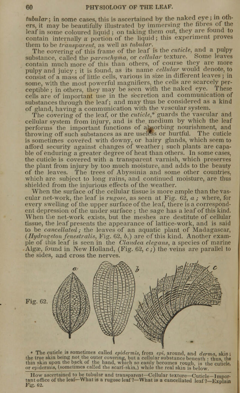i cases, this is ascertained by the naked eye ; in oth- ;autifully illustrated hv immersing the fibres of the tubular; in some ers, it may be beautifully illustrated by leaf in some coloured liquid ; on taking them out, they are found to contain internally a portion of the liquid; this experiment proves them to be transparent, as well as tubular. The covering of this frame of the leaf is the cuticle, and a pulpy substance, called the parenchyma, or cellular texture. Some leaves contain much more of this than others, of course they are more pulpy and juicy; it is found, as its name cellular would denote, to consist of a mass of little cells, various in size in different leaves ; in some, with the most powerful magnifiers, the cells are scarcely per- ceptible ; in others, they may be seen with the naked eye. These cells are of important use in the secretion and communication of substances through the leaf; and may thus be considered as a kind of gland, having a communication with the vascular system. The covering of the leaf, or the cuticle* guards the vascular and cellular system from injury, and is the medium by which the leaf performs the important functions of absorbing nourishment, and throwing off such substances as are useless or hurtful. The cuticle is sometimes covered with downy, or hairy glands, which seem to afford security against changes of weather; such plants are capa- ble of enduring a greater degree of heat than others. In some cases, the cuticle is covered with a transparent varnish, which preserves the plant from injury by too much moisture, and adds to the beauty of the leaves. The trees of Abyssinia and some other countries, which are subject to long rains, and continued moisture, are thus shielded from the injurious effects of the weather. When the surface of the cellular tissue is more ample than the vas- cular net-work, the leaf is rugose, as seen at Fig. 62, a ; where, for every swelling of the upper surface of the leaf, there is a correspond- ent depression of the under surface ; the sage has a leaf of this kind. When the net-work exists, but the meshes are destitute of cellular tissue, the leaf presents the appearance of lattice-work, and is said to be cancellated; the leaves of an aquatic plant of Madagascar, (Hydrogelon fenestralis, Fig. 62, b,) are of this kind. Another exam- ple of this leaf is seen in the Claudea elegans, a species of marine Alga3, found in New Holland, (Fig. 62, c ;) the veins are parallel to the sides, and cross the nerves. d. Fiff. 62. * The cuticle is sometimes called epidermis, from epi, around, and derma, skin J the true skin being not the outer covering, but a cellular substance beneath : thus the thin skin upon the back of the hand, which so easily becomes rough, is the cuticle, or epidermis, (sometimes called the scarf-skin,) while the real skin is below. How ascertained to be tubular and transparent—Cellular texture—Cuticle—Impor- tant office of the leaf—What is a rugose leaf 7—What is a cancellated leaf 1—Explain FSg. 62.