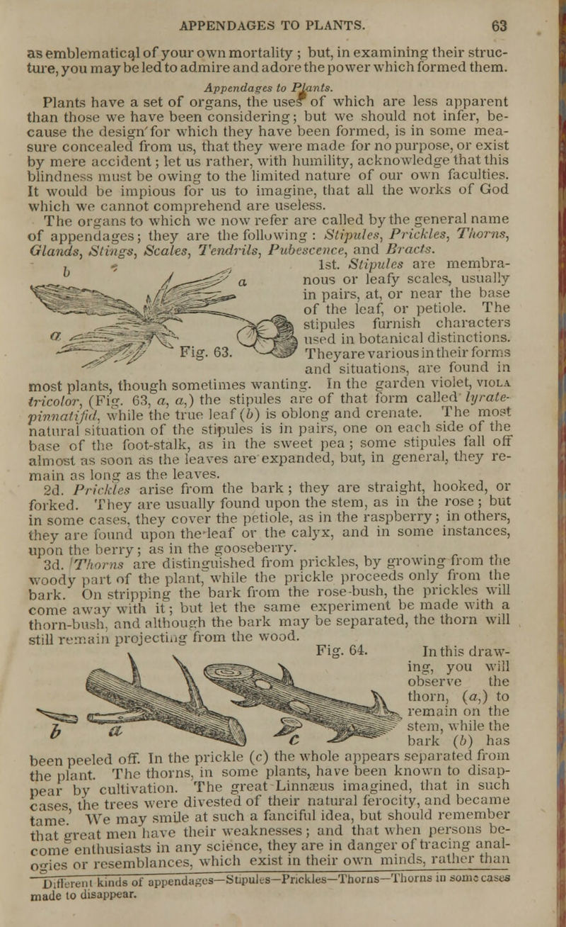 as emblematical of your own mortality ; but, in examining their struc- ture, you may be led to admire and adore the power which formed them. Appendages to Pkints. Plants have a set of organs, the uses of which are less apparent than those we have been considering; but we should not infer, be- cause the design'for which they have been formed, is in some mea- sure concealed from us, that they were made for no purpose, or exist by mere accident; let us rather, with humility, acknowledge that this blindness must be owing to the limited nature of our own faculties. It would be impious for us to imagine, that all the works of God which we cannot comprehend are useless. The organs to which we now refer are called by the general name of appendages; they are the following: Stipules, Prickles, Thorns, Glands, Stings, Scales, Tendrils, Pubescence, and Bracts. 1st. Stipules are membra- nous or leafy scales, usually in pairs, at, or near the base of the leaf, or petiole. The stipules furnish characters used in botanical distinctions. Theyare various in their forms and situations, are found in most plants, though sometimes wanting. In the garden violet, viola tricolor, (Fig. 63, a, a,) the stipules are of that form called lyrate- pinnatifid, while the true leaf (b) is oblong and crenate. The most natural situation of the stipules is in pairs, one on each side of the base of the foot-stalk, as in the sweet pea ; some stipules fall off almost as soon as the leaves are expanded, but, in general, they re- main as long as the leaves. 2d. Prickles arise from the bark; they are straight, hooked, or forked. They are usually found upon the stem, as in the rose ; but in some cases, they cover the petiole, as in the raspberry; in others, they are found upon thedeaf or the calyx, and in some instances, upon the berry; as in the gooseberry. 3d. 'Thorns are distinguished from prickles, by growing from the woody part of the plant,'while the prickle proceeds only from the bark. On stripping the bark from the rose-bush, the prickles will come away with it; but let the same experiment be made with a thorn-bush, and although the bark may be separated, the thorn will still remain projecting from the wood. Fig. 64. In this draw- ing, you will observe the thorn, (a,) to remain on the stem, while the bark (b) has been peeled off. In the prickle (c) the whole appears separated from the plant. The thorns, in some plants, have been known to disap- pear by cultivation. The great-Linnaeus imagined, that in such cases the trees were divested of their natural ferocity, and became tame' We may smile at such a fanciful idea, but should remember that great men have their weaknesses; and that when persons be- come enthusiasts in any science, they are in danger of tracing anal- ogies or resemblances, which exist in their own minds, rather than ~ Difk'ibiit kinds of appendages—Sfcpuk-s-Prickles—Thorns—Thorns in some casta made to disappear.