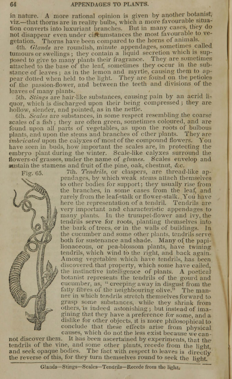 in nature. A more rational opinion is given by another botanist, viz.—that thorns are in reality bulbs, which a more favourable situa- tion converts into luxuriant blanches. But in many cases, they do not disappear even under ciftumstances the most favourable to ve- getation. Thorns have been compared to the horns of annuals. 4th. Glands are roundish, minute appendages, sometimes called tumours or swellings; they contain a liquid secretion which is sup- posed to give to many plants their fragrance. They are sometimes attached to the base of the leaf sometimes they occur in the sub- stance of leaves; as in the lemon and myrtle, causing them to ap- pear dotted when held to the light. They are found on the petioles of the passion-flower, and between the teeth and divisions of the leaves of many plants. 5th. Stings are hair-like substances, causing pain by an acrid li- quor, which is discharged upon their being compressed; they are hollow, slender, and pointed, as in the nettle. 6th. Scales are substances, in some respect resembling the coarse scales of a fish ; they are often green, sometimes coloured, and are found upon all parts of vegetables, as upon the roots of bulbous plants, and upon the stems and branches of ether plants. They are imbricated upon the calyxes of most of the compound flowers. You have seen in buds, how important the scales are, in protecting the embryo plant during the winter. Scale-like calyxes surround the flowersof grasses, under the name of glumes. Scales envelop and sustain the stamens and fruit of the pine, oak, chestnut, &c. Fig. 65. 7th. Tendrils, or claspers, are thread-like ap- pendages, by which weak stems attach themselves to other bodies for support; they usually rise from the branches, in some cases from the leaf, and rarely from the leaf-stalk or flower-stalk. ,You have here the representation of a tendril. Tendrils are very important and characteristic appendages to many plants. In the trumpet-flower and ivy, the tendrils serve for roots, planting themselves into the bark of trees, or in the walls of buildings. In the cucumber and some other plants, tendrils s< both for sustenance and shade. Many of the papi - lionaceous, or pea-blossom plants, have twining tendrils, which wind to the right, and back again. Among vegetables which have tendrils, has been discovered that property, which some have called, the instinctive intelligence of plants-. A poel botanist represents the tendrils of the gourd and cucumber, as,  creeping away in disgust from the fatty fibres of the neighbouring olive. The man- ner in which tendrils stretch themselves forward to grasp some substances, while they shrink from others,Is indeed astonishing > but instead of ima- gining that they have a preference for some, and a dislike for other objects, it is more philosophical to conclude that these effects arise from physical causes, which do not the less exist because we can- not discover thern. It has been ascertained by experiments, that the tendrils of the vine, and some other plants, recede from the light and seek opaque bodies. The fact with respect to leaves is directly the reverse of this, for they turn themselves round to seek the lie-fit Glands—Stings—Scales—Tendrils—Recede from the light.