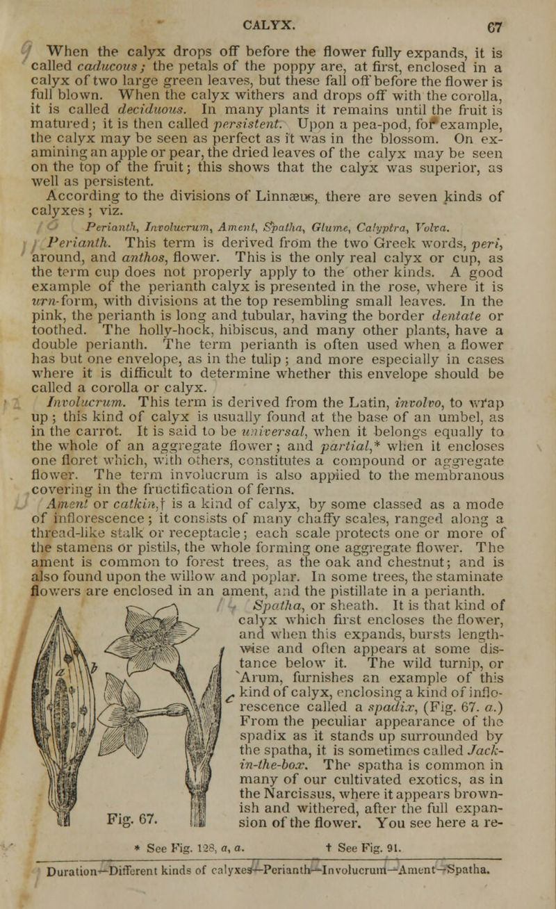 C7 When the calyx drops off before the flower fully expands, it is called caducous; the petals of the poppy are, at first, enclosed in a calyx of two large green leaves, but these fall oft before the flower is full blown. When the calyx withers and drops off with the corolla, it is called deciduous. In many plants it remains until the fruit is matured; it is then called persistent. Upon a pea-pod, fof*example, the calyx may be seen as perfect as it was in the blossom. On ex- amining an apple or pear, the dried leaves of the calyx maybe seen on the top of the fruit; this shows that the calyx was superior, as well as persistent. According to the divisions of Linnaeue,. there are seven kinds of calyxes; viz. Perianth, Involucrum, Ament, Spatha, Glume, Calyptra, Vulva. Perianth. This term is derived from the two Greek words, peri, around, and anthos, flower. This is the only real calyx or cup, as the term cup does not properly apply to the other kinds. A good example of the perianth calyx is presented in the rose, where it is «7*n-form, with divisions at the top resembling small leaves. In the pink, the perianth is long and tubular, having the border dentate or toothed. The holly-hock, hibiscus, and many other plants, have a double perianth. The term perianth is often used when a flower has but one envelope, as in the tulip ; and more especially in cases where it is difficult to determine whether this envelope should be called a corolla or calyx. Involucrum. This term is derived from the Latin, involvo, to wrap up ; this kind of calyx is usually found at the base of an umbel, as in the carrot. It is said to be universal, when it belongs equally to. the whole of an aggregate flower; and partial,* when it encloses one floret which, with others, constitutes a compound or aggregate flower. The term involucrum is also applied to the membranous covering in the fructification of ferns. Ament or catkin,\ is a kind of calyx, by some classed as a mode of inflorescence; it consists of many chaffy scales, ranged along a thread-like stalk or receptacle; each scale protects one or more of the stamens or pistils, the whole forming one aggregate flower. The ament is common to forest trees, as the oak and chestnut; and is also found upon the willow and poplar. In some trees, the staminate flowers are enclosed in an ament, and the pistillate in a perianth. Spatha, or sheath. It is that kind of calyx which first encloses the flower, and when this expands, bursts length- \\«k <<g / wise and often appears at some dis- «fl Aft? ^TJpvTjk J tance below it. The wild turnip, or fifi \%l p\ ]^§&\^ ^^% M ^rum) furnishes an example of this Hr rS''! i 11 ( vv ink C kind of calyx, enclosing a kind of inflo- PIt'1 W\ /^^-gs^'^i rescence called a spadix, (Fig. 67. a.) mlliifU ' MNiJ^T /ffv^';/ From the peculiar appearance of the Will'lW >' \w spadix as it stands up surrounded by the spatha, it is sometimes called Jack- in-the-box. The spatha is common in many of our cultivated exotics, as in the Narcissus, where it appears brown- ish and withered, after the full expan- sion of the flower. You see here a re- * See Fig. 128, a, a. t See Fig. 91. Duration—Different kinds of calyxes—Perianth---Involucrum—Ament—Spathj
