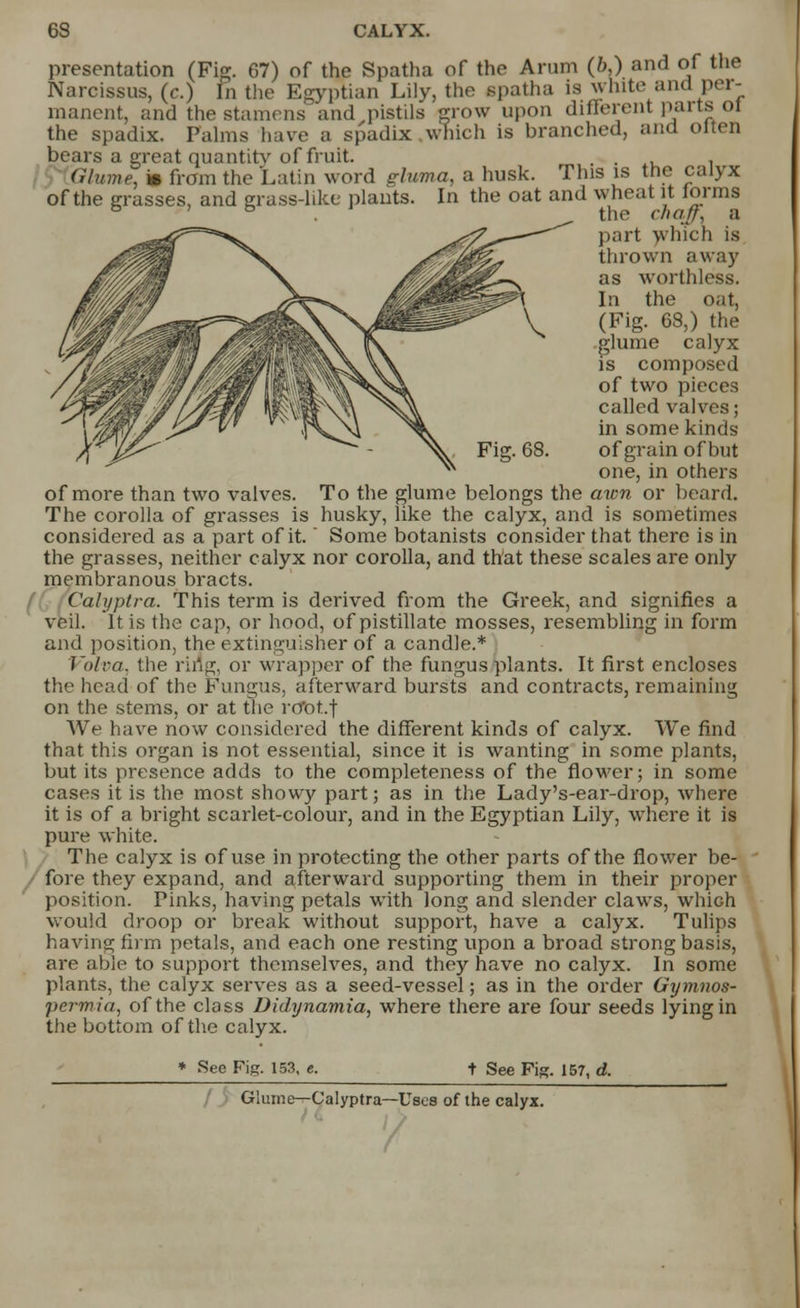 Fi2. 68. presentation (Fig. 67) of the Spatha of the Arum (b,) and of the Narcissus, (c.) In the Egyptian Lily, the spatha is white and per- manent, and the stamens and pistils grow upon different parts of the spadix. Palms have a spadix which is branched, and olten bears a great quantity of fruit. . . Glume, * from the Latin word gluma, a husk. This is the calyx of the grasses, and grass-like plants. In the oat and wheat it forms the chaff, a part which is thrown away as worthless. In the oat, (Fig. 68,) the glume calyx is composed of two pieces called valves; in some kinds ofgrain ofbut one, in others of more than two valves. To the glume belongs the awn or beard. The corolla of grasses is husky, like the calyx, and is sometimes considered as a part of it.' Some botanists consider that there is in the grasses, neither calyx nor corolla, and that these scales are only membranous bracts. Calyptra. This term is derived from the Greek, and signifies a veil. It is the cap, or hood, of pistillate mosses, resembling in form and position, the extinguisher of a candle.* Vo/ra. the ring, or wrapper of the fungus plants. It first encloses the head of the Fungus, afterward bursts and contracts, remaining on the stems, or at the rdbtf We have now considered the different kinds of calyx. We find that this organ is not essential, since it is wanting in some plants, but its presence adds to the completeness of the flower; in some cases it is the most showy part; as in the Lady's-ear-drop, where it is of a bright scarlet-colour, and in the Egyptian Lily, where it is pure white. The calyx is of use in protecting the other parts of the flower be- fore they expand, and afterward supporting them in their proper position. Pinks, having petals with long and slender claws, which would droop or break without support, have a calyx. Tulips having firm petals, and each one resting upon a broad strong basis, are able to support themselves, and they have no calyx. In some plants, the calyx serves as a seed-vessel; as in the order Gymnos- permia, of the class Didynamia, where there are four seeds lying in the bottom of the calyx. * See Fig. 153, e. t See Fig. 157, d. Glume—Calyptra—Uses of the calyx. /