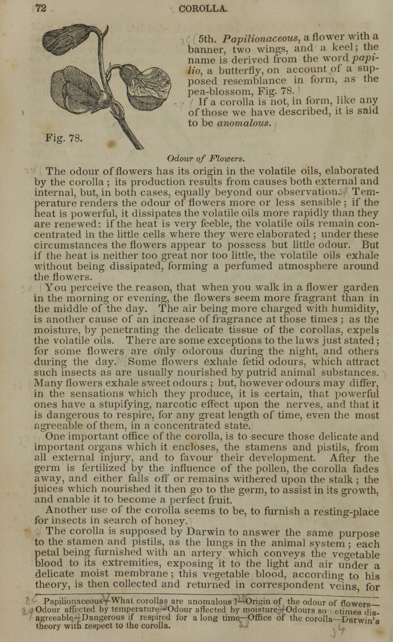 5th. Papilionaceous, a flower with a banner, two wines, and a keel; the name is derived from the word papi- lio, a butterfly, on account of a sup- posed resemblance in form, as the pea-blossom, Fig. 78. If a corolla is not, in form, like any of those we have described, it is said to be anomalous. Fis. 78 Odour of Flowers. The odour of flowers has its origin in the volatile oils, elaborated by the corolla ; its production results from causes both external and internal, but, in both cases, equally beyond our observation. Tem- perature renders the odour of flowers more or less sensible ; if the heat is powerful, it dissipates the volatile oils more rapidly than they are renewed: if the heat is very feeble, the volatile oils remain con- centrated in the little cells where they were elaborated ; under these circumstances the flowers appear to possess but little odour. But if the heat is neither too great nor too little, the volatile oils exhale without being dissipated, forming a perfumed atmosphere around the flowers. You perceive the reason, that when you walk in a flower garden in the morning or evening, the flowers seem more fragrant than in the middle of the day. The air being more charged with humidity, is another cause of an increase of fragrance at those times ; as the moisture, by penetrating the delicate tissue of the corollas, expels the volatile oils. There are some exceptions to the laws just stated; for some flowers are only odorous during the night, and others during the day. Some flowers exhale fetid odours, which attract such insects as are usually nourished by putrid animal substances. Many flowers exhale sweet odours ; but, however odours may differ, in the sensations which they produce, it is certain, that powerful ones have a stupifying, narcotic effect upon the nerves, and that it is dangerous to respire, for any great length of time, even the most agreeable of them, in a concentrated state. One important office of the corolla, is to secure those delicate and important organs which it encloses, the stamens and pistils, from all external injury, and to favour their development. After the germ is fertilized by the influence of the pollen, the corolla fades away, and either falls off or remains withered upon the stalk ; the juices which nourished it then go to the germ, to assist in its growth, and enable it to become a perfect fruit. Another use of the corolla seems to be, to furnish a resting-place for insects in search of honey. The corolla is supposed by Darwin to answer the same purpose to the stamen and pistils, as the lungs in the animal system ; each petal being furnished with an artery which conveys the vegetable blood to its extremities, exposing it to the light and air under a delicate moist membrane; this vegetable blood, according to his theory, is then collected and returned in correspondent veins for Papilionaceous^What corollas are anomalous1?—Origin of the odour of flowers- Odour affected by temperature—'Odour affected by moisture-40dours so i etimes dis agreeable—Dangerous if respired for along time—Office of the corolla—Darwin's theory with .respect to the corolla.