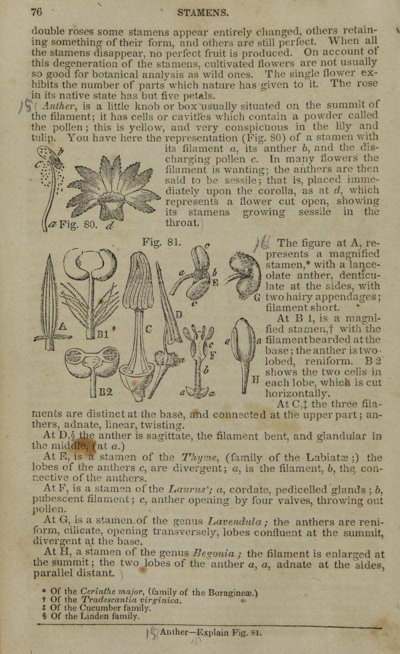 double roses some stamens appear entirely changed, others retain- ing something of their form, and others are still perfect. When ah the stamens disappear, no perfect fruit is produced. On account ot this degeneration of the stamens, cultivated flowers are not usually so good for botanical analysis as wild ones. The single flower ex- hibits the number of parts which nature has given to it. The rose in its native state has but five petals. J^[ Anther, is a little knob or box usually situated on the summit of the filament; it has cells or cavities which contain a powder called the pollen ; this is yellow, and very conspicuous in the lily and tulip. You have here the representation (Fig. 80) of a stamen with its filament a, its anther b, and the dis- charging pollen c. In many flowers the filament is wanting; the anthers are then said to be sessile- that is, placed imme- diately upon the corolla, as at d, which represents a flower cut open, showing its stamens growing sessile in the throat. Fig. 81. ^e The figure at A, re- presents a magnified stamen,* with a lance- olate anther, denticu- ig/ late at the sides, with %'^G two hairy appendages; filament short. At B 1, is a magni- fied starnen,f with the \a filamentbearded at the base; the anther is two • lobed, reniform. B 2 shows the two cells in each lobe, which is cut horizontally. At C,X the three fila- ments are distinct at the base, arid connected at the upper part; an- thers, adnate, linear, twisting. At D.§ tiie anther is sagittate, the filament bent, and glandular in the middJ6j|(at a.) At E, is If stamen of the Thyme, (family of the Labiatae ;) the lobes of the anthers c, are divergent; a, is the filament, 6, the/ con- nective of the anthers. AtF, is a stamen of the Laurus'; a, cordate, pedicelled glands ; b, pubescent filament; c, anther opening by four valves, throwing out pollen. At G, is a stamen of the genus Lavendula; the anthers are reni- form, cilicate, opening transversely, lobes confluent at the summit, divergent at the base. At H, a stamen of the genus Begonia ; the filament is enlarged at the summit; the two lobes of the anther a, a, adnate at the sides, parallel distant. * Of the Cerinihe major, (family of the Boragineae.) t Of the Tradescantia virginica. t Of the Cucumber family. § Of the Linden family. Anther—Explain Fig. 81.