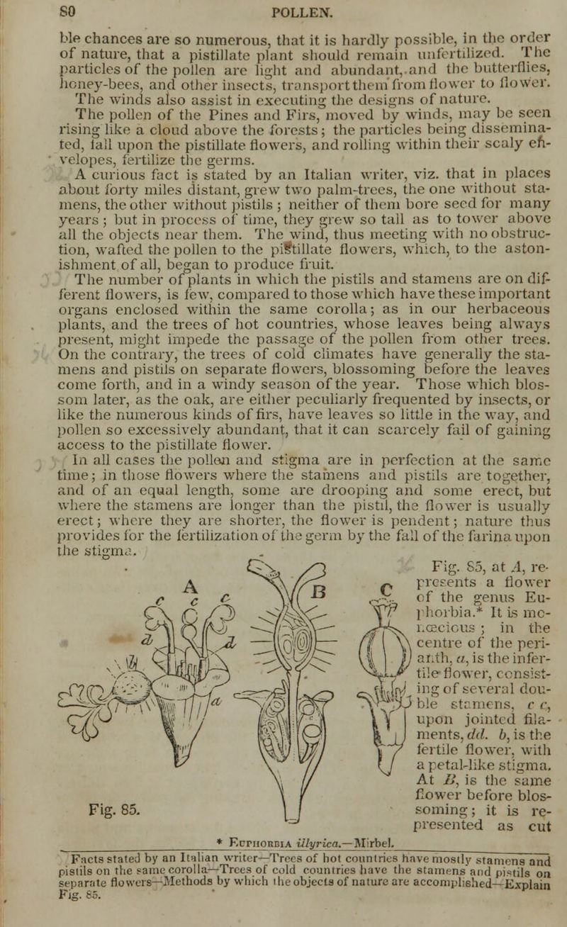 ble chances are so numerous, that it is hardly possible, in the order of nature, that a pistillate plant should remain unfertilized. The particles of the pollen are light and abundant,.and the butterflies, honey-bees, and other insects, transport them* from flower to dower. The winds also assist in executing the designs of nature. The pollen of the Pines and Firs, moved by winds, may be seen rising like a cloud above the forests; the particles being dissemina- ted, tall upon the pistillate flowers, and rolling within their scaly en- velopes, fertilize the germs. A curious fact is stated by an Italian writer, viz. that in places about forty miles distant, grew two palm-trees, the one without sta- mens, the other without pistils ; neither of them bore seed for many years ; but in process of time, they grew so tall as to tower above all the objects near them. The wind, thus meeting with no obstruc- tion, wafted the pollen to the piftillate flowers, which, to the aston- ishment of all, began to produce fruit. The number of plants in which the pistils and stamens are on dif- ferent flowers, is few, compared to those which have these important organs enclosed within the same corolla; as in our herbaceous plants, and the trees of hot countries, whose leaves being always present, might impede the passage of the pollen from other trees. On the contrary, the trees of cold climates have generally the sta- mens and pistils on separate flowers, blossoming before the leaves come forth, and in a windy season of the year. Those which blos- som later, as the oak, are either peculiarly frequented by insects, or like the numerous kinds of firs, have leaves so little in the way, and pollen so excessively abundant, that it can scarcely fail of gaining access to the pistillate flower. In all cases the pollen and stigma are in perfection at the same time; in those flowers where the stamens and pistils are together, and of an equal length, some are drooping and some erect, but where the stamens are longer than the pistd, the flower is usually erect; where they are shorter, the flower is pendent; nature thus provides for the fertilization of the germ by the fall of the farina upon the stigma. Fig. S5, at A, re- presents a flower of the genus Eu- phorbia.* It is mc- noacious ; in the centre of the peri- anth, a, is the infer- tile flower, consist- ., ing of several dou- ^TTvble stamens, c <; upon jointed fila- ments, dd. b, is the fertile flower, with a petal-like stigma. At B, is the same flower before blos- soming ; it is re- presented as cut -Mirbel. Fig. 85. * F.priiORBiA illyrica.- Facts state;! by an Italian writer—Trees of hot countries have mostly stamens and pistils on the same corolla—Trees of cold countries have the stamens and pistils on separate flowers—Methods by which i he objects of nature are accomplished—Explain