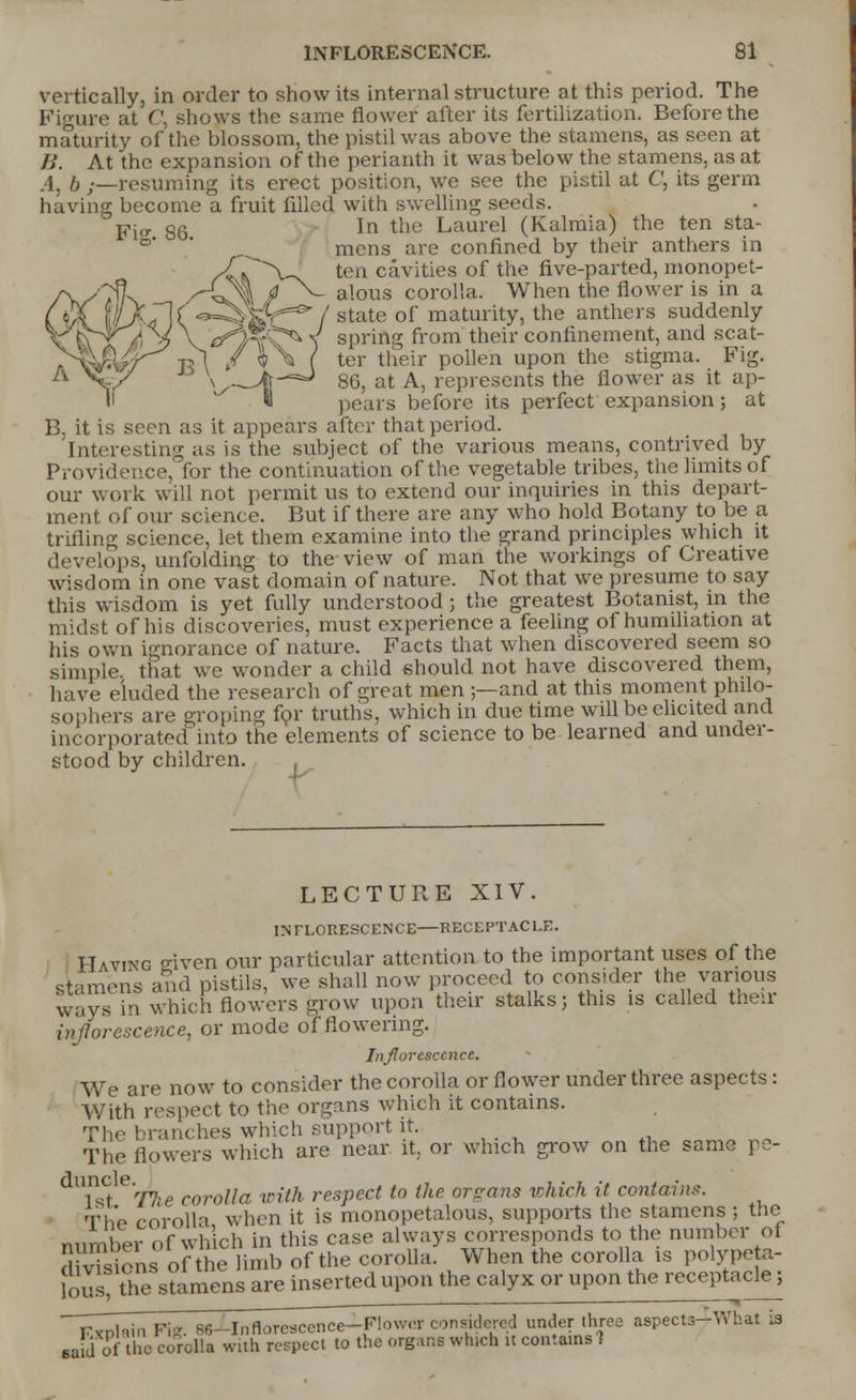 vertically, in order to show its internal structure at this period. The Figure at C, shows the same flower after its fertilization. Before the maturity of the blossom, the pistil was above the stamens, as seen at B. At the expansion of the perianth it was below the stamens, as at .45 i) ;_resuming its erect position, we see the pistil at C, its germ having become a fruit filled with swelling seeds. Fio. 86 In the Laurel (Kalmia) the ten sta- mens are confined by their anthers in ten cavities of the five-parted, monopet- alous corolla. When the flower is in a state of maturity, the anthers suddenly spring from their confinement, and scat- ter their pollen upon the stigma. Fig. 86, at A, represents the flower as it ap- pears before its perfect expansion; at B, it is seen as it appears after that period. Interesting as is the subject of the various means, contrived by Providence, for the continuation of the vegetable tribes, the limits of our work will not permit us to extend our inquiries in this depart- ment of our science. But if there are any who hold Botany to be a trifling science, let them examine into the grand principles which it develops, unfolding to the view of man the workings of Creative wisdom in one vast domain of nature. Not that we presume to say this wisdom is yet fully understood; the greatest Botanist, in the midst of his discoveries, must experience a feeling of humiliation at his own ignorance of nature. Facts that when discovered seem so simple, that we wonder a child should not have discovered them, have eluded the research of great men ;—and at this moment philo- sophers are groping for truths, which in due time will be elicited and incorporated into the elements of science to be learned and under- stood by children. LECTURE XIV. INFLORESCENCE RECEPTACLE. Having given our particular attention to the important uses of the stamens and pistils, we shall now proceed to consider the various ways in which flowers grow upon their stalks; this is called their inflorescence, or mode of flowering. Inflorescence. We are now to consider the corolla or flower under three aspects: With respect to the organs which it contains. The branches which support it. The flowers which are near it, or which grow on the same Pe- lst e'rHie corolla with respect to the organs which it contains. The corolla when it is monopetalous, supports the stamens ; the number of which in this case always corresponds to the number of SrvTsions of the limb of the corolla. When the corolla is polype a- loSJ the:stomens are inserted upon the calyx or upon the receptacle; —^T~; Fi„ 86-Inflo^^e-FIowcr considered under three aspects-What Is Mid of ho corolla with respect to the organs which it contains)