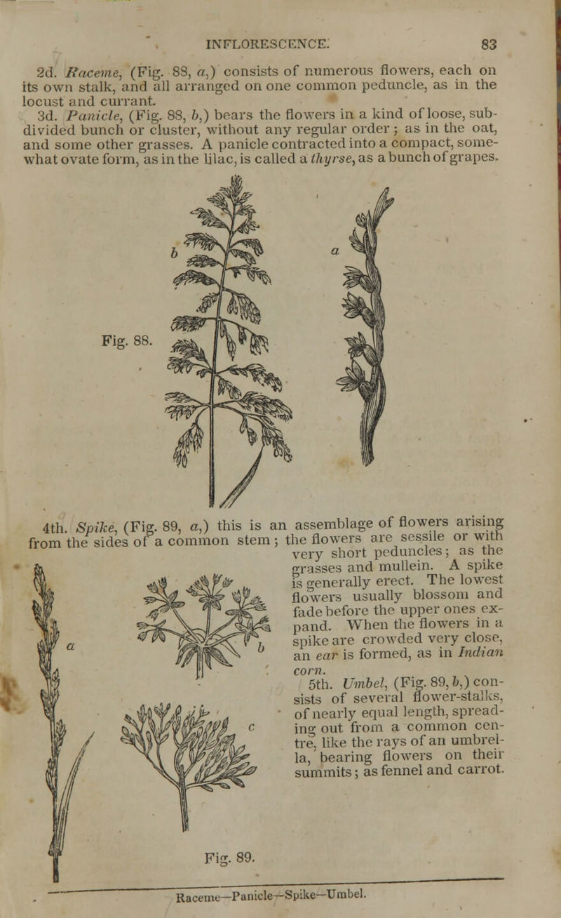2d. Raceme, CFig. S3, a,) consists of numerous flowers, each on its own stalk, and all arranged on one common peduncle, as in the locust and currant. 3d. Panicle, (Fig. 88, b,) bears the flowers in a kind of loose, sub- divided bunch or cluster, without any regular order : as in the oat, and some other grasses. A panicle contracted into a compact, some- what ovate form, as in the lilac, is called a thyrse, as a bunch of grapes. Fig. 88. 4th. Spike, (Fig. 89, a,) this is an assemblage of flowers arising ., f -j'j.iP L~.lU— Mom. **,« fimrpra avp sessile or with from the sides of a common stem the flowers are sessile or with very short peduncles; as the grasses and mullein. A spike is -enerally erect. The lowest flowers usually blossom and fade before the upper ones ex- pand. When the flowers in a spike are crowded very close, an ear is formed, as in Indian corn. 5th. Umbel, (Fig. 89,6,) con- sists of several flower-stalks, of nearly equal length, spread- ing out from a common cen- tre, like the rays of an umbrel- la, ' bearing flowers on their summits; as fennel and carrot. Raceme—Panicle—Spike—Umbel.