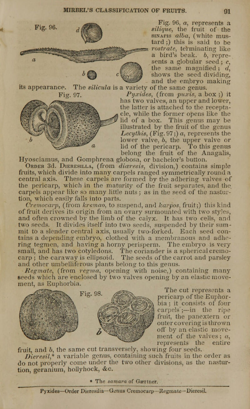 Fig. 96. its appearance. Fig. 96, a, represents a siliaue, the fruit of the sinapis alba, (white mus- tard ;) this is said to be rostrate, terminating like a bird's beak, b, repre- sents a globular seed; c, the same magnified; d, shows the seed dividing, and the embryo making The silicula is a variety of the same genus. Fig. 97. Pyxides, (from puxis, a box ;) it has two valves, an upper and lower, the latter is attached to the recepta- cle, while the former opens like the lid of a box. This genus may be illustrated by the fruit of the genus Lecythis, (Fig. 97;) a, represents the lower valve, b, the upper valve or lid of the pericarp. To this genus belong the fruit of the Anagalis, Hyosciamus, and Gomphrena globosa, or bachelor's button. Order 3d. Dieresilla, (from diceresis, division,) contains simple fruits, which divide into many carpels ranged symmetrically round a central axis. These carpels are formed by the adhering valves of the pericarp, which in the maturity of the fruit separates, and the carpels appear like so many little nuts; as in the seed of the nastur- tion, which easily falls into parts. Oremocarp, (from kremao, to suspend, and karpos, fruit;) this kind of fruit derives its origin from an ovary surmounted with two styles, and often crowned by the limb of the calyx. It has two cells, and two seeds. It divides itself into two seeds, suspended by their sum- mit to a slender central axis, usually two-forked. Each seed con- tains a depending embryo, clothed with a membranous and adhe- ring tegmen, and having a horny perisperm. The embryo is very small, and has two cotyledons. The coriander is a spherical cremo- carp ; the caraway is ellipsoid. The seeds of the carrot and parsley and other umbelliferous plants belong to this genus. Regmate, (from regma, opening with noise,) containing many seeds which are enclosed by two valves opening by an elastic move- ment, as Euphorbia. /^e^^ The cut represents a /i?IIPfP^*?-\ pericarp oftheEuphor- y bia ; it consists of four ■ ' r;i|-j;:'!s ;—in (he ripe (&;«^^^^^MJHH fruit, the panextern or Ry outer covering is thrown off by an elastic move- ment of the valves ; a, represents the entire fruit, and b, the same cut transversely, showing four seeds. Dieresil* a variable genus, containing such fruits in the order as do not properly come under the two other divisions, as the nastur- tion, geranium, hollyhock, &c. * The samara of Gaertner. Pyxides—Order Dieresiha—Gonus Ciemocarp—Regmate—DieresiL Fig. 98. y*W^!iF)' X_^