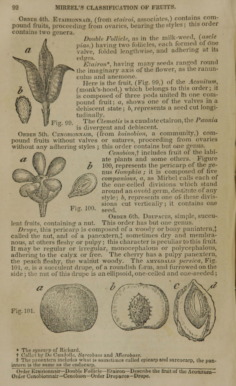 Order 4th. Etairionnair, (from etairoi, associates,) contains com- pound fruits, proceeding from ovaries, bearing the styles 5 tins order contains two genera. Double Follicle, as in the milk-weed, (ascle pias,) having two follicles, each formed of one valve, folded lengthwise, and adhering at its ed os. Utairon*, having many seeds ranged round the imaginary axis of the flower, as the ranun- culus and anemone. Here is the fruit, (Fig. 99,) of the Acomlum, (monk's-hood.) which belongs to this order; it is composed of three pods united in one com- pound fruit; a, shows one of the valves in a dehiscent state; b, represents a seed cut longi- tudinally. The Clematis is a caudate etairon, the Pceonia is divergent and dehiscent. Order 5th. Cenobionnair, (from koinobion, a community,) com- pound fruits without valves or sutures, proceeding from ovaries without any adhering styles ; this order contains but one genus. gm. CenobionJ includes fruit of the labi- ate plants and some others. Figure 100, represents the pericarp of the ge- nus Oomphia ; it is composed of five companions, a, as Mirbel calls each of the one-celled divisions which stand around an ovoid germ, destitute of any style; /;, represents one of these divis- sions cut vertically; it contains one Fig. 100. seed> Order 6th. Urupaces, simple, succu- lent fruits, containing a nut. This order has but one genus. Drupe, this pericarp is composed of a woody or bony panintern,} called the nut, and of a panextern,t sometimes dry and membra- nous, at others fleshy or pulpy; this character is peculiar to this fruit. It may be regular or irregular, monocephalous or polycephalous, adhering to the calyx or free. The cherry has a pulpy panextern, the peach fleshy, the walnut woody. The amygdai.is persica, Fig. 101, a, is a succulent drupe, of a roundish form, and furrowed on the side ; the nut of this drupe is an ellipsoid, one-celled and one-seeded ; Fiff.101. * The syncarp of Richard. t Called by Do Candolle, Sarcoba.ie. and Microbase. t The ponextera includes what is sometimes called epicarpand sarcocarp, die pan- intern is the same as the endocarp. Order Etairionnair—Double Follicle—Etairon—Describe the fruit of the Aconitum— Order Cenobionnair—Cenobion—Order Drupaces—Drupe.