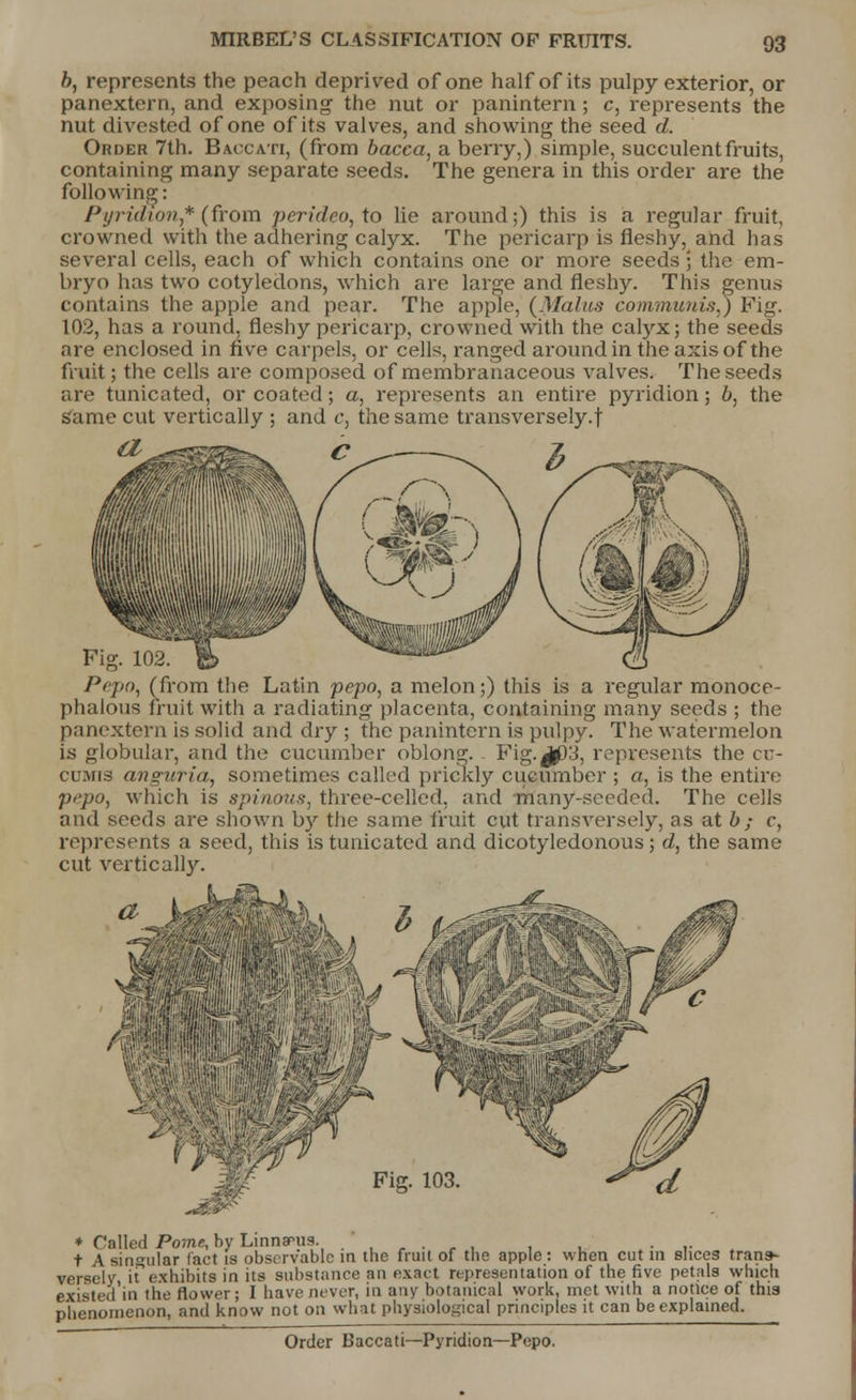 b, represents the peach deprived of one half of its pulpy exterior, or panextern, and exposing the nut or panintern; c, represents the nut divested of one of its valves, and showing the seed d. Order 7th. Baccati, (from bacca, a berry,) simple, succulent fruits, containing many separate seeds. The genera in this order are the following: Pyridion,* (from perideo, to lie around;) this is a regular fruit, crowned with the adhering calyx. The pericarp is fleshy, and has several cells, each of which contains one or more seeds; the em- bryo has two cotyledons, which are large and fleshy. This genus contains the apple and pear. The apple, (Mains communis^) Fig. 102, has a round, fleshy pericarp, crowned with the calyx; the seeds are enclosed in five carpels, or cells, ranged around in the axis of the fruit; the cells are composed of membranaceous valves. The seeds are tunicated, or coated; a, represents an entire pyridion; b, the same cut vertically ; and c, the same transversely.! Fig. 102. Pepo, (from the Latin pepo, a melon;) this is a regular monoce- phalous fruit with a radiating placenta, containing many seeds ; the panextern is solid and dry ; the panintern is pulpy. The watermelon is globular, and the cucumber oblong. Fig.^)3, represents the cu- cumis anguria, sometimes called prickly cucumber ; a, is the entire pepo, which is spinous, three-celled, and many-seeded. The cells and seeds are shown by the same fruit cut transversely, as at b; c, represents a seed, this is tunicated and dicotyledonous; d, the same cut vertically. * Called Pome, by Linnaeus. .*..,, . , ... t \ singular fact is observable in the fruit of the apple: when cut in slices trans- versely, it exhibits in its substance an exact representation of the five petals which existed'in the flower; I have never, in any botanical work, met with a notice of this phenomenon, and know not on what physiological principles it can be explained. Order Baccati—Pyridion—Pepo.