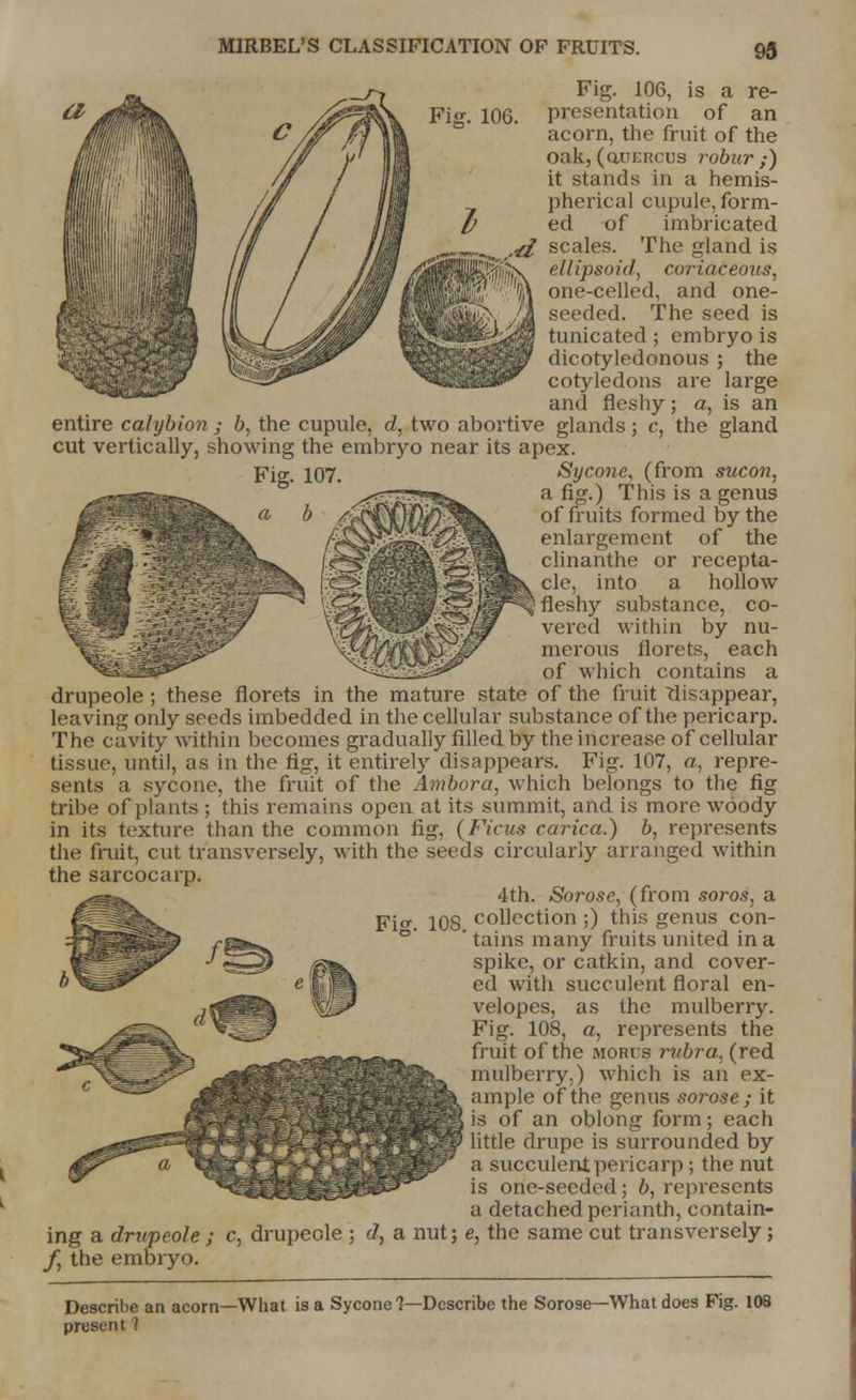 Fig. 106. Fig. 106, is a re- presentation of an acorn, the fruit of the oak,(uuercus robur ;) it stands in a hemis- pherical cupule, form- ed of imbricated a, ,.-el scales. The gland is ellipsoid, coriaceous, \ one-celled, and one- seeded. The seed is tunicated ; embryo is dicotyledonous ; the cotyledons are large and fleshy; a, is an entire calybion ; b, the cupule, d, two abortive glands; c, the gland cut vertically, showing the embryo near its apex. Fig. 107. Sycone, (from sucon, ^-•■■v?B^, a no-) This is a genus b /^4wTmi£^. of fruits formed by the enlargement of the clinanthe or recepta- cle, into a hollow -V fleshy substance, co- ^^^^^^^^JW vered within by nu- ^tMit^^-tW^ merous florets, each of which contains a drupeole; these florets in the mature state of the fruit 'disappear, leaving only seeds imbedded in the cellular substance of the pericarp. The cavity within becomes gradually filled by the increase of cellular tissue, until, as in the fig, it entirely disappears. Fig. 107, a, repre- sents a sycone, the fruit of the Ambora, which belongs to the fig tribe of plants ; this remains open at its summit, and is more woody in its texture than the common fig, (Ficus carica.) b, represents the fruit, cut transversely, with the seeds circularly arranged within the sarcocarp. 4th. Sorose, (from soros, a Fi°. 108 collection;) this genus con- ' tains many fruits united in a spike, or catkin, and cover- ed with succulent floral en- velopes, as the mulberry. Fig. 108, a, represents the fruit of the morus rubra, (red mulberry,) which is an ex- ample of the genus sorose ; it is of an oblong form; each little drupe is surrounded by a succulent pericarp; the nut is one-seeded; b, represents a detached perianth, contain- c, drupeole ; d, a nut; e, the same cut transversely ; ing a drupeole j f, the embryo. Describe an acorn—What is a Sycone 1—Describe the Sorose—What does Fis present >. 108