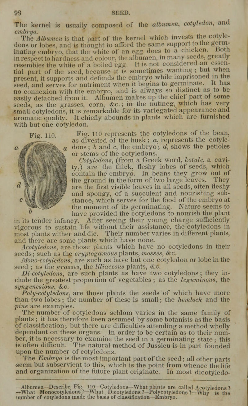 9S SEED. The kernel is usually composed of the albumen, cotyledon, and embryo. . The Albumen is that part of the kernel which invests the cotyle- dons or lobes, and is thought to afford the same support to the germ- inating embryo, that the white of an egg does to a chicken. l»oth in respect to hardness and colour, the albumen, in many seeds, greatly resembles the white of a boiled egg. It is not considered an essen- tial part of the seed, because it is sometimes wanting ; but when present, it supports and defends the embryo while imprisoned in the seed, and serves for nutriment when it begins to germinate. It has no connexion with the embryo, and is always so distinct as to be easily detached from it. Albumen makes up the chief part of some seeds, as the grasses, corn, &c.; in the nutmeg, which has very small cotyledons, it is remarkable for its variegated appearance and aromatic quality. It chiefly abounds in plants which are furnished with but one cotyledon. Fi<* 110 Fi£- 110 represents the cotyledons of the bean, ..5-'  as divested of the husk; a, represents the cotyle- %K « ^ons' ^ and c> tne emDrvo; d, shows the petioles or stems of the cotyledons. Cotyledons, (from a Greek word, kotule, a cavi- ■q ty.) are the thick, fleshy lobes of seeds, which ^IHilifliBBB contam tne embryo. In beans they grow out of 1 the ground in the form of two large leaves. They are the first visible leaves in all seeds, often fleshy and spongy, of a succulent and nourishing sub- stance, which serves for the food of the embryo at the moment of its germinating. Nature seems to have provided the cotyledons to nourish the plant in its tender infancy. After seeing their young charge sufficiently vigorous to sustain life without their assistance, the cotyledons in most plants wither and die. Their number varies in different plants, and there are some plants which have none. Acotyledons, are those plants which have no cotyledons in their seeds; such as the cryptogamous plants, mosses, &c. Mono-cotyledons, are such as have but, one cotyledon or lobe in the seed ; as the grasses, the liliaceous plants, &c. Di-cotyledons, are such plants as have two cotyledons; they in- clude the greatest proportion of vegetables ; as the leguminous, the syngenesious, &c. Poly-cotyledons, are those plants the seeds of which have more than two lobes; the number of these is small; the hemlock and the pine are examples. The number of cotyledons seldom varies in the same family of plants ; it has therefore been assumed by some botanists as the basis of classification; but there are difficulties attending a method wholly dependant on these organs. In order to be certain as to their num- ber, it is necessary to examine the seed in a germinating state; this is often difficult. The natural method of Jussieu is in part founded upon the number of cotyledons. The Embryo is the most important part of the seed ; all other parts seem but subservient to this, which is the point from whence the life and organization of the future plant originate. In most dicotyledo- Albumen—Describe Fig. 110—Cotyledons—What plants are called Acotyledons? —What Monocotyledons'?—What Dicotyledons?—Polycoty-ledons ?— Why is the number of cotyledons made the basis of classification—Embryo.