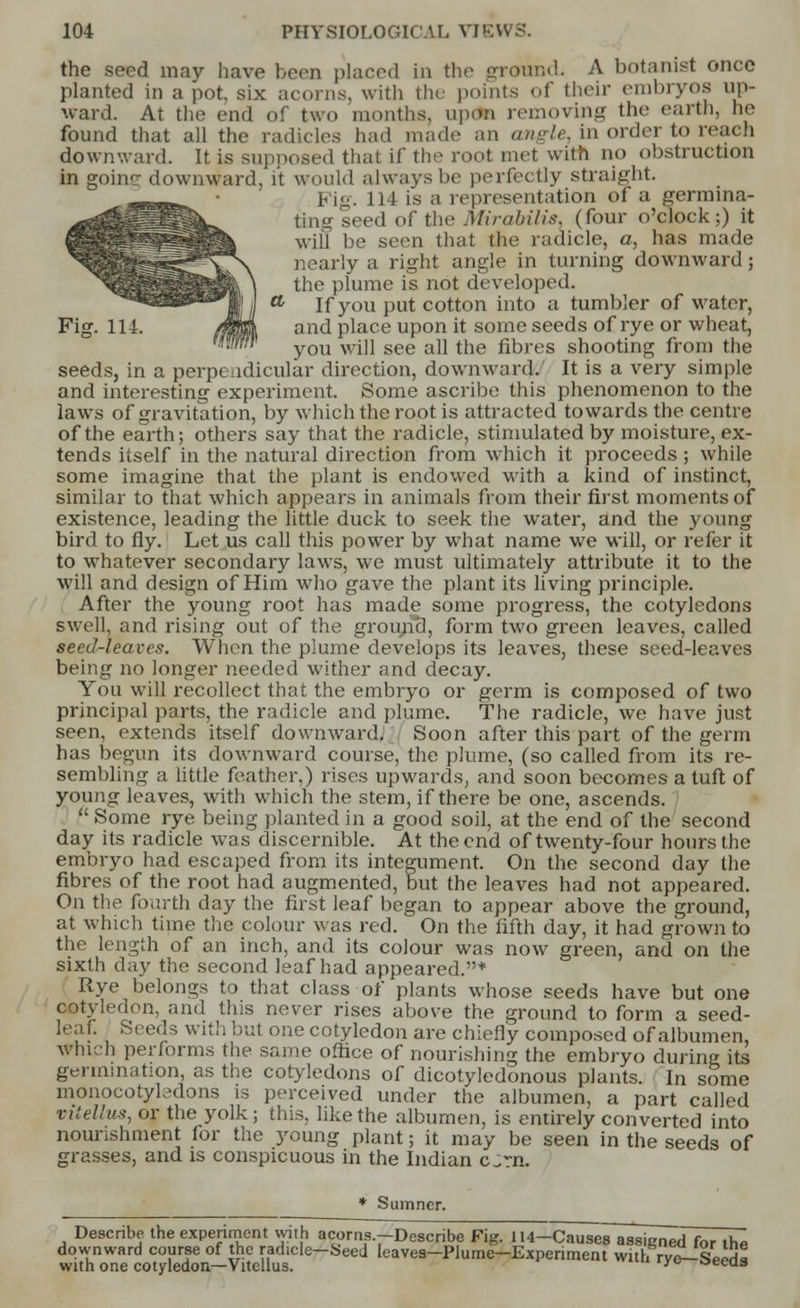 the seed may have been placed In the ground. A botanist once planted in a pot, six acorns, with the points of their embryos up- ward. At the end of two months, upon removing the earth, he found that all the radicles had made an angle, in order to reach downward. It is supposed that if the root met with no obstruction in goinc downward, it would always be perfectly straight. Fig. 114 is a representation of a germina- ting seed of the Mirabilis, (four o'clock;) it will be seen that the radicle, a, has made nearly a right angle in turning downward; the plume is not developed. If you put cotton into a tumbler of water, Fig. 114. /W and place upon it some seeds of rye or wheat, <lwm vou wjjj see an tne fibres shooting from the seeds, in a perpendicular direction, downward. It is a very simple and interesting experiment. Some ascribe this phenomenon to the laws of gravitation, by which the root is attracted towards the centre of the earth; others say that the radicle, stimulated by moisture, ex- tends itself in the natural direction from which it proceeds; while some imagine that the plant is endowed with a kind of instinct, similar to that which appears in animals from their first moments of existence, leading the little duck to seek the water, and the young bird to fly. Let us call this power by what name we will, or refer it to whatever secondary laws, we must ultimately attribute it to the will and design of Him who gave the plant its living principle. After the young root has made some progress, the cotyledons swell, and rising out of the ground, form two green leaves, called seed-leaves. When the plume develops its leaves, these seed-leaves being no longer needed wither and decay. You will recollect that the embryo or germ is composed of two principal parts, the radicle and plume. The radicle, we have just seen, extends itself downward. Soon after this part of the germ has begun its downward course, the plume, (so called from its re- sembling a little feather.) rises upwards, and soon becomes a tuft of young leaves, with which the stem, if there be one, ascends.  Some rye being planted in a good soil, at the end of the second day its radicle wTas discernible. At the end of twenty-four hours the embryo had escaped from its integument. On the second day the fibres of the root had augmented, but the leaves had not appeared. On the fourth day the first leaf began to appear above the ground, at which time the colour was red. On the fifth day, it had grown to the length of an inch, and its colour was now green, and on the sixth day the second leaf had appeared.* Rye belongs to that class of plants whose seeds have but one ryo during its germination, as the cotyledons of dicotyledonous plants. In some monocotyledons is perceived under the albumen, a part called vitellus, or the yolk; this, like the albumen, is entirely converted into nourishment tor the young plant; it may be seen in the seeds of grasses, and is conspicuous in the Indian cjm, * Sumner. Describe the experiment with acorns.-Describe Fig. 114-Causes assigned for the downward course of the radicle—Seed leaves-Plume—Experiment with rve—Sp«I« with nnp nntvlonnn—Vitn us ' ollu!) with one cotyledon—Vitellus