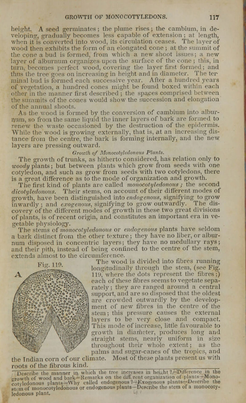 height. A seed germinates; the plume rises; the cambium, in de- veloping gradually becomes less capable of extension; at length, when it is converted into wood, its circulation ceases. The layer of wood then exhibits the form of an elongated cone ; at the summit of the cone a bud is formed, from which a new shoot issues; a new layer of alburnum organizes upon the surface of the cone ; this, in turn, becomes perfect wood, covering the layer first formed; and thus the tree goes on increasing in height and in diameter. The ter- minal bud is formed each successive year. After a hundred years of vegetation, a hundred cones might be found boxed within each in the manner first described ; the spaces comprised between the summits of the cones would show the succession and elongation of the annual shoots. As the wood is formed by the conversion of cambium into albur- num, so from the same liquid the inner layers of bark are formed to renew the waste occasioned by the destruction of the epidermis. While the wood is growing externally, that is, at an increasing dis- tance from the centre, the bark is forming internally, and the new layers are pressing outward. Growth of Monocotyledonous Plants. The growth of trunks, as hitherto considered, has relation only to woody plants; but between plants which grow from seeds with one cotyledon, and such as grow from seeds with two cotyledons, there is a great difference as to the mode of organization and growth. The first kind of plants are called monocotyledon ous ; the second dicotyledonous. Their stems, on account of their different modes of growth, have been distinguished into endogenous, signifying to grow inwardly ; and exogenous, signifying to grow outwardly. The dis- covery of the different modes of growth in these two great divisions of plants, is of recent origin, and constitutes an important era in ve- getable physiology. The stems of monocotyledonous or endogenous plants have seldom a bark distinct from the other texture; they have no liber, or albur- num disposed in concentric layers; they have no medullary rays; and their pith, instead of being confined to the centre of the stem, extends almost to the circumference. _,. 11Q The wood is divided into fibres running Lijiiy iwimiii. longitudinally through the stern, (see Fig. A ><^^w?^^^^. 119) where the dots represent the fibres;) each of these fibres seems to vegetate sepa- rately ; they are ranged around a central re so disposed that the oldest outwardly by the develop- ffi*l&?%S<B*?£ii ^ ment of new fibres in the centre °f the W-$&n?£l %^l$°?sW*ik stem 5 mis pressure causes the external layers to be very close and compact. This mode of increase, little favourable to growth in diameter, produces long and straight stems, nearly uniform in size throughout their whole extent; as the palms and sugar-canes of the tropics, and the Indian corn of our climate. Most of these plants present us with roots of the fibrous kind. Describe the manner in which the tree increases in height 7 —Difference in the crowth of wood and bark—Remarks on the diff.-rent organization of plants—Mono- cotyledonous plants—Why called endogenous!—Exogenous plants—Describe the stun of monocotyledonous or endogenous plants—Describe the stem of a monocoty- ledonous plant.