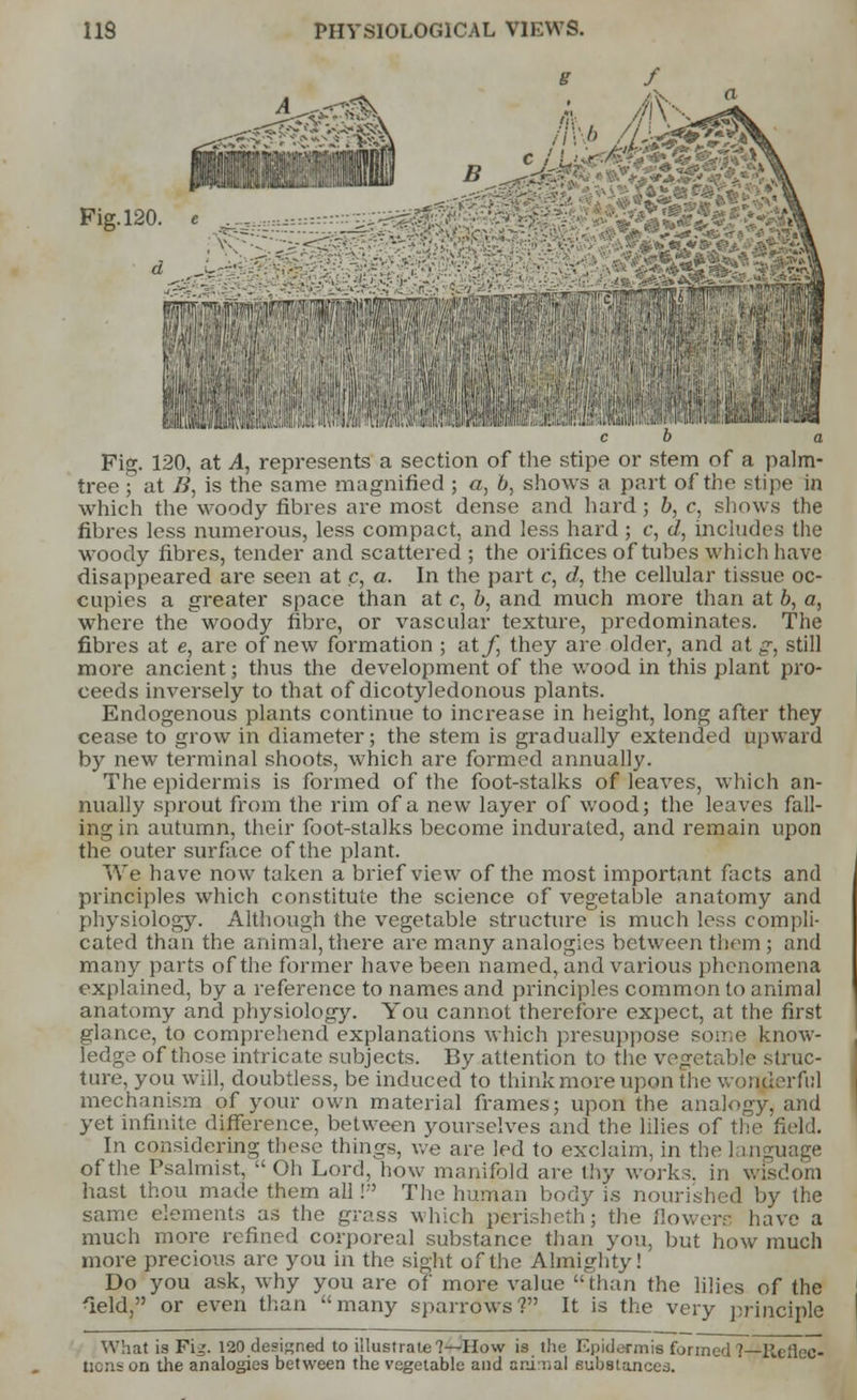 Fig. 120. e mi> Itei Fig. 120, at A, represents a section of the stipe or stem of a palm- tree ; at B, is the same magnified ; a, 6, shows a part of the stipe in which the woody fibres are most dense and hard ; b, c, shows the fibres less numerous, less compact, and less hard; c, d, includes the woody fibres, tender and scattered ; the orifices of tubes which have disappeared are seen at c, a. In the part c, d, the cellular tissue oc- cupies a greater space than at c, b, and much more than at b, a, where the woody fibre, or vascular texture, predominates. The fibres at e, are of new formation ; at/, they are older, and at g, still more ancient; thus the development of the wood in this plant pro- ceeds inversely to that of dicotyledonous plants. Endogenous plants continue to increase in height, long after they cease to grow in diameter; the stem is gradually extended upward by new terminal shoots, which are formed annually. The epidermis is formed of the foot-stalks of leaves, which an- nually sprout from the rim of a new layer of wood; the leaves fall- ing in autumn, their foot-stalks become indurated, and remain upon the outer surface of the plant. We have now taken a brief view of the most important facts and principles which constitute the science of vegetable anatomy and physiology. Although the vegetable structure is much less compli- cated than the animal, there are many analogies between them ; and many parts of the former have been named, and various phenomena explained, by a reference to names and principles common to animal anatomy and physiology. You cannot therefore expect, at the first glance, to comprehend explanations which presuppose some know- ledge of those intricate subjects. By attention to the vegetable struc- ture, you will, doubtless, be induced to think more upon the wor^terfiil mechanism of your own material frames; upon the analogy, and yet infinite difference, between yourselves and the lilies of the field. In considering these things, we are led to exclaim, in the language of the Psalmist, Oh Lord, how manifold are thy works, in wisdom hast thou made them all! The human body is nourished by the same elements as the grass which perisheth; the flowers have a much more refined corporeal substance than you, but how much more precious are you in the sight of the Almighty! Do you ask, why you are of more value than the lilies of the ^ield, or even than many sparrows? It is the very principle What is Fig. 120 designed to illustrate?—How is the Epidermis formed^Reflec- tions on the analogies between the vegetable and arubial substances.