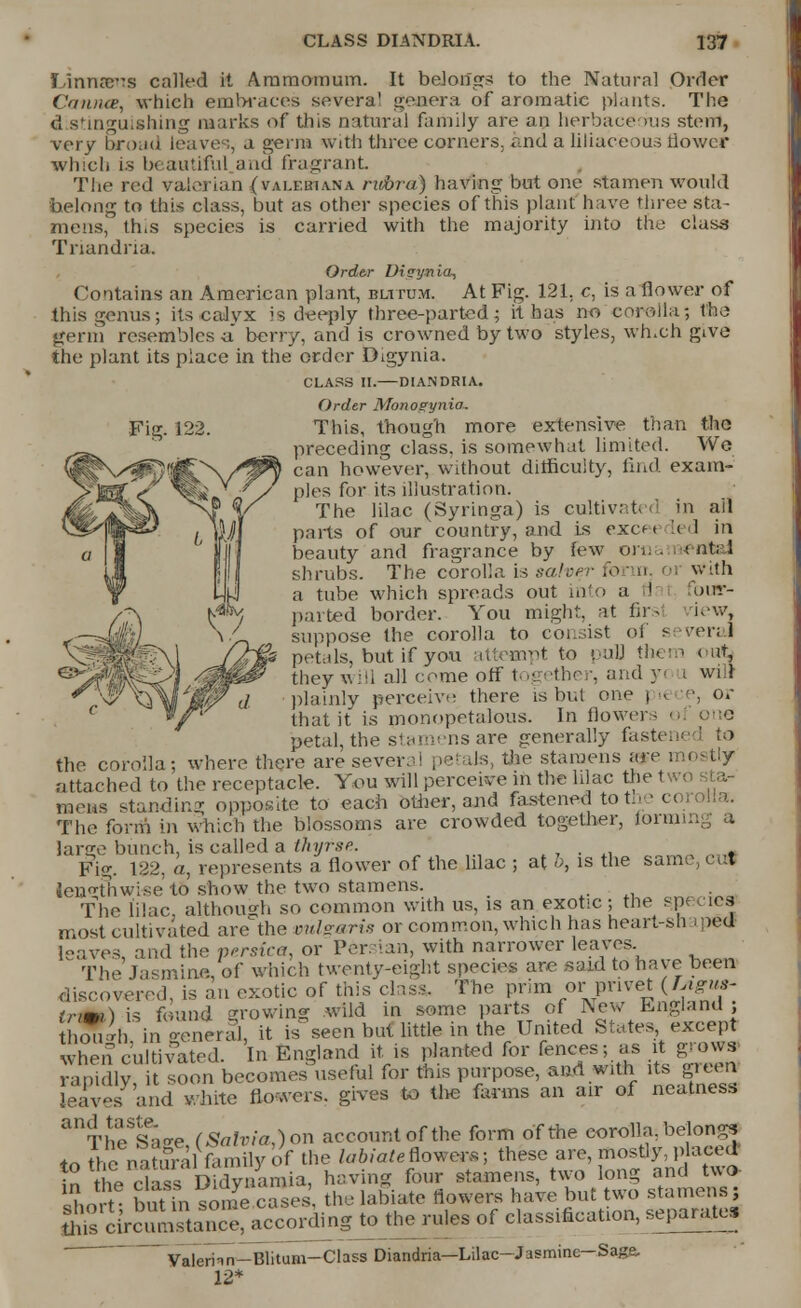 Fig. 122. Linnar's called it Ammonium. It belongs to the Natural Order Cannes, which embraces several genera of aromatic plants. The d stinguishing marks of this natural family are an herbaceous stem, very broad leave-,, a germ with three corners, and a liliaceous flower which is b( autiful and fragrant Tlie red valerian (valebiana rubra) having but one stamen would belong to this class, but as other species of this plant have three sta- mens, this species is earned with the majority into the class Triandria. Order Di«yrtia, Contains an American plant, butum. At Fig. 121. c, is a flower of this genus; its calyx is deeply three-parted; it has no corolla; the germ resembles a berry, and is crowned by two styles, which give the plant its place in the order Digynia. CLASS II. DIANDRIA. Order Monoeynia. This, though more extensive than the preceding class, is somewhat limited. We can however, without ditficuity, find exam- ples for its illustration. The lilac (Syringa) is cultivated in ail parts of our country, and is excn led in beauty and fragrance by few on.. < nt; 1 shrubs. The corolla is salvt with a tube which spreads out into a i four- parted border. You might, at firs iew, suppose the corolla to consist of s< ireral ■\\ Lt& petals, but if you attempt to puU them out, they will all come off together, and y wi ! plainly perceive there is but one > « , or that it is monopetalous. In flower- < petal, the stamens are generally fastei the corolla; where there are sever.il pe! lis, the stamens are mostly attached to the receptacle. You will perceive in the lilac the mens standing opposite to each other, and fastened to the corolla. The form in which the blossoms are crowded together, iorrau large bunch, is called a thyrse. . Fig. 122. a, represents a flower of the lilac ; at o, is the same, t lengthwise to show the two stamens. The lilac, although so common with us, is an exotic; the species most cultivated are the vulgaris or common, which has heart-shaped leaves, and the persica, or Persian, with narrower leaves The Jasmine, of which twenty-eight species are said to have been discovered, is an exotic of this class, The prim or privet (fyigm^ Irmi) is found growing wild in some parts of New England, h* di in oeneral, it is seen but little in the United States, except when cultivated. In England it. is planted for fences; as it grows a ly i soon becomes^useful for this purpose, and with its green leaves and white flowers, gives to the farms an air of neatness anTheSSa<re (Salvia,) on account of the form of the corolla, belongs to thenabfrafamily of the labiateflower*; these are mostly,placed In the classD dynamia, having four stamens, two long and two- ILrt but m some eases the labiate flowers have but two stamens; j£,JirSSSS?£S,^ii« to the rules of classification, separate. Valerhn 12* -Blitum—Class Diandria—Lilac—Jasmine— Sage.