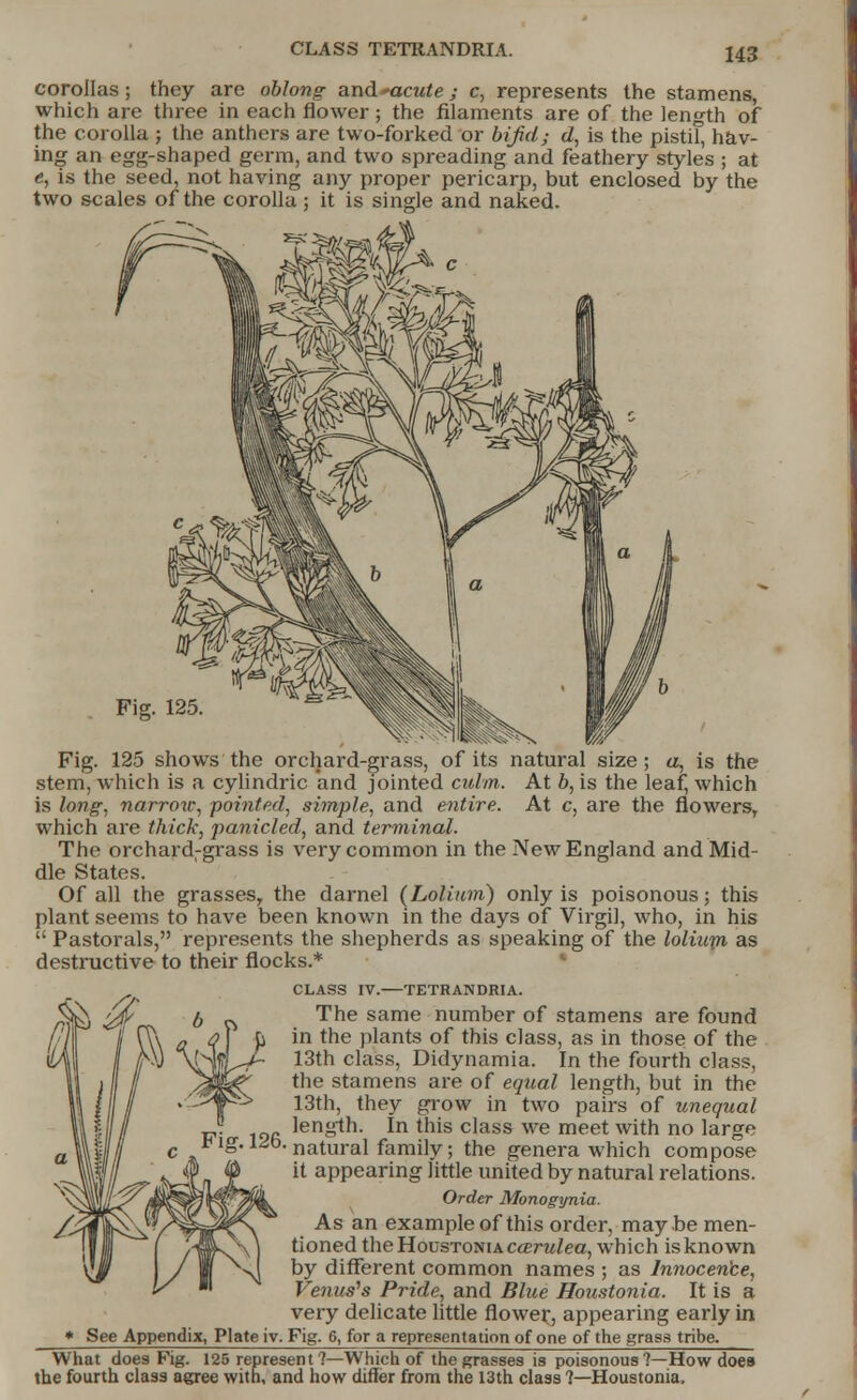 corollas; they are oblong and*acute; c, represents the stamens, which are three in each flower; the filaments are of the length of the corolla ; the anthers are two-forked or bifid; d, is the pistif, hav- ing an egg-shaped germ, and two spreading and feathery styles ; at e, is the seed, not having any proper pericarp, but enclosed by the two scales of the corolla; it is single and naked. Fig. 125 shows the orchard-grass, of its natural size; a, is the stem, which is a cylindric and jointed culm. At b, is the leaf, which is long, narrow, -pointed, simple, and entire. At c, are the flowers, which are thick, panicled, and terminal. The orchard-grass is very common in the New England and Mid- dle States. Of all the grassesy the darnel (Lolium) only is poisonous; this plant seems to have been known in the days of Virgil, who, in his  Pastorals, represents the shepherds as speaking of the lolium as destructive to their flocks.* CLASS IV. TETRANDRIA. The same number of stamens are found in the plants of this class, as in those of the 13th class, Didynamia. In the fourth class, the stamens are of equal length, but in the 13th, they grow in two pairs of unequal length. In this class we meet with no large •natural family; the genera which compose it appearing little united by natural relations. Order Monogynia. As an example of this order, maybe men- tioned the HoustoniAc«rttZea, which is known by different common names ; as Innocen'ce, Venus's Pride, and Blue Houstonia. It is a very delicate little flower, appearing early in ♦ See Appendix, Plate iv. Fig. 6, for a representation of one of the grass tribe. What does Fig. 125 represent 1—Which of the grasses is poisonous ?—How does the fourth class agree with, and how differ from the 13th class 1—Houstonia.