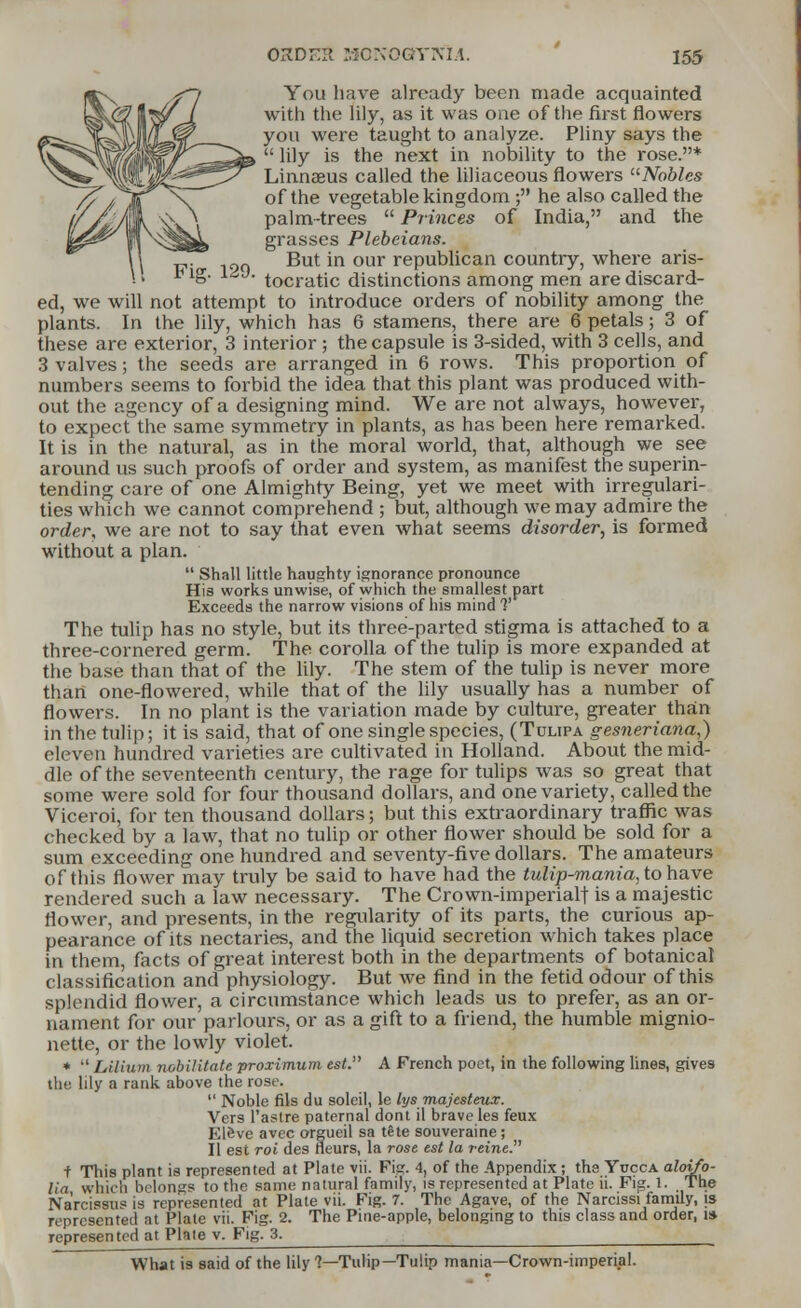 You have already been made acquainted with the lily, as it was one of the first flowers you were taught to analyze. Pliny says the  lily is the next in nobility to the rose.* Linna3us called the liliaceous flowers Nobles of the vegetable kingdom ; he also called the palm-trees  Princes of India, and the grasses Plebeians. „. But in our republican country, where aris- t lg. ldJ. tocratic distinctions among men are discard- ed, we will not attempt to introduce orders of nobility among the plants. In the lily, which has 6 stamens, there are 6 petals; 3 of these are exterior, 3 interior; the capsule is 3-sided, with 3 cells, and 3 valves; the seeds are arranged in 6 rows. This proportion of numbers seems to forbid the idea that this plant was produced with- out the agency of a designing mind. We are not always, however, to expect the same symmetry in plants, as has been here remarked. It is in the natural, as in the moral world, that, although we see around us such proofs of order and system, as manifest the superin- tending care of one Almighty Being, yet we meet with irregulari- ties which we cannot comprehend ; but, although we may admire the order, we are not to say that even what seems disorder, is formed without a plan.  Shall little haughty ignorance pronounce His works unwise, of which the smallest part Exceeds the narrow visions of his mind V The tulip has no style, but its three-parted stigma is attached to a three-cornered germ. The corolla of the tulip is more expanded at the base than that of the lily. The stem of the tulip is never more than one-flowered, while that of the lily usually has a number of flowers. In no plant is the variation made by culture, greater than in the tulip; it is said, that of one single species, (Tolipa gesneriana,) eleven hundred varieties are cultivated in Holland. About the mid- dle of the seventeenth century, the rage for tulips was so great that some were sold for four thousand dollars, and one variety, called the Viceroi, for ten thousand dollars; but this extraordinary traffic was checked by a law, that no tulip or other flower should be sold for a sum exceeding one hundred and seventy-five dollars. The amateurs of this flower may truly be said to have had the tulip-mania, to have rendered such a law necessary. The Crown-imperialf is a majestic flower, and presents, in the regularity of its parts, the curious ap- pearance of its nectaries, and the liquid secretion which takes place in them, facts of great interest both in the departments of botanical classification and physiology. But we find in the fetid odour of this sphmdid flower, a circumstance which leads us to prefer, as an or- nament for our parlours, or as a gift to a friend, the humble mignio- nette, or the lowly violet. * •' Lilium rwbilitate proximum est. A French poet, in the following lines, gives the lily a rank, above the rose.  Noble fils du solcil, le lys majesteux. Vers l'astre paternal dont il brave les feux Eleve avec orgueil sa tlte souveraine; II est roi des neurs, la rose est la reine. f This plant is represented at Plate vii. Fig. 4, of the Appendix ; the Yucca alojfo- Ua whit!) belongs to the same natural family, is represented at Plate ii. Fig. 1. The Narcissus is represented at Plate vii. Fig. 7. The Agave, of the Narcissi family, is represented at Plate vii. Fig. 2. The Pine-apple, belonging to this class and order, i» represen ted at Plate v. Fig. 3. What is said of the lily 1—Tulip— Tulip mania—Crown-imperial.